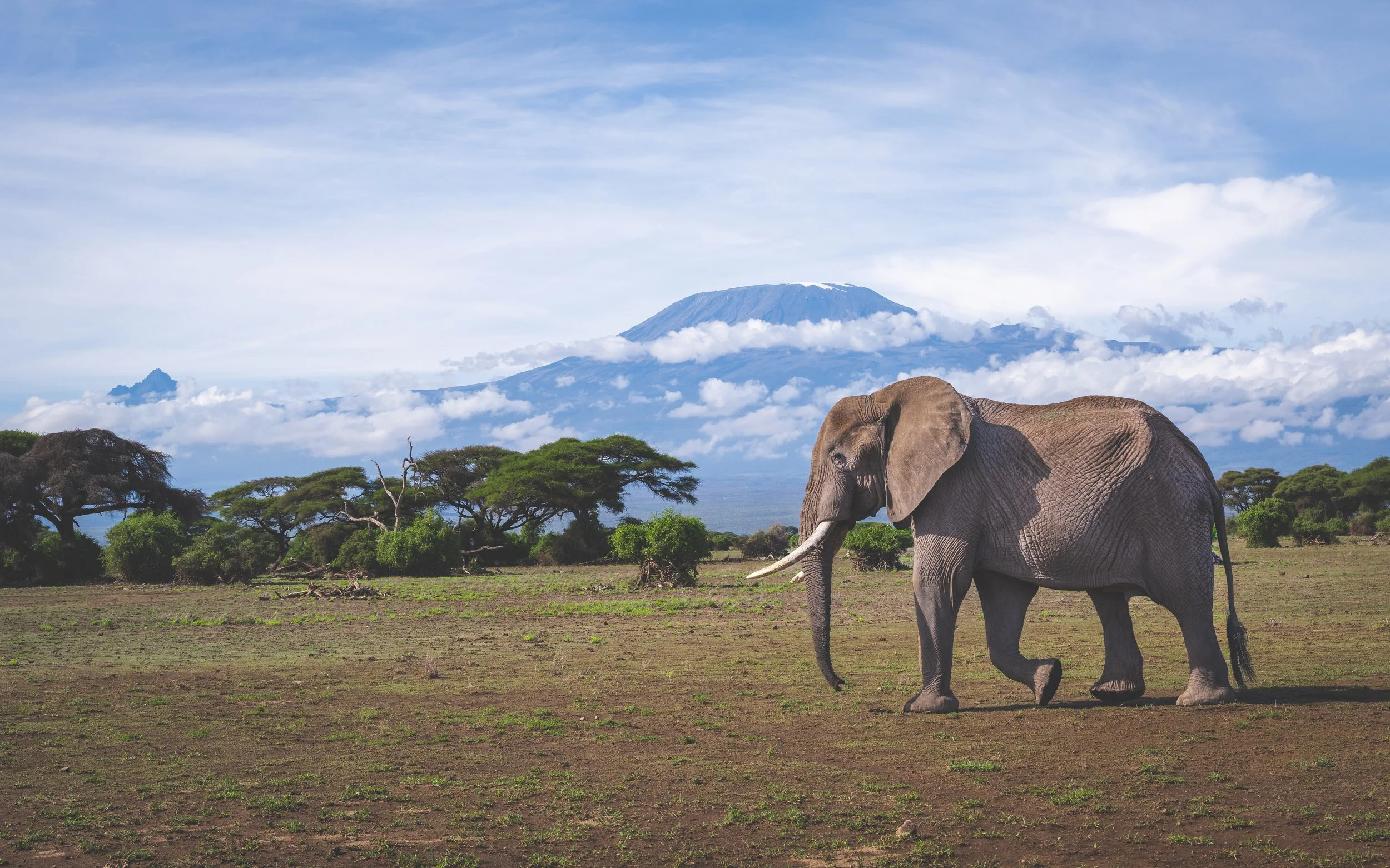 A solitary elephant walking across an open grassland in a national park with trees and in the background, Mount Kilimanjaro with snow on top and a partly cloudy sky.