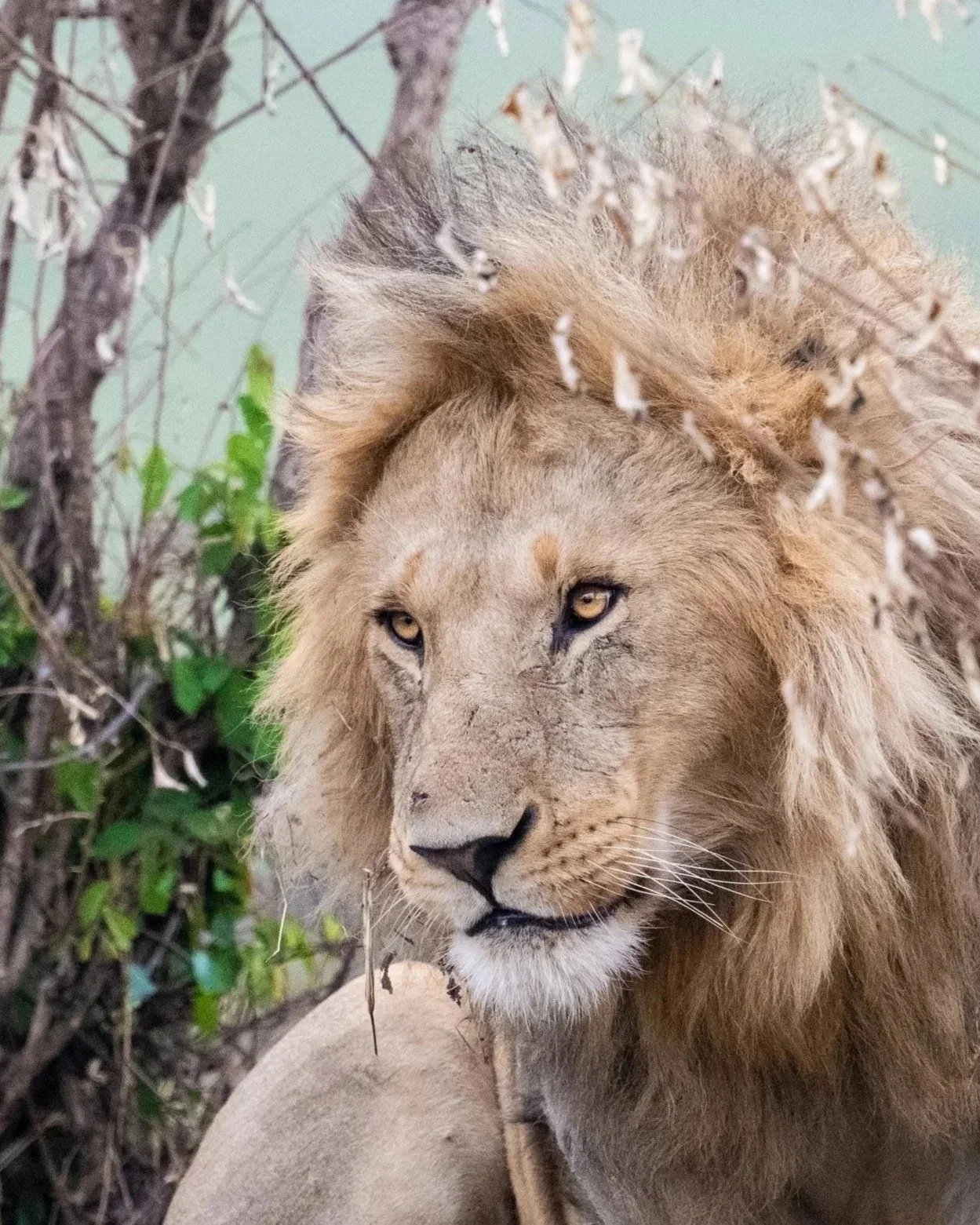 A lion resting near bushes with dry twigs.