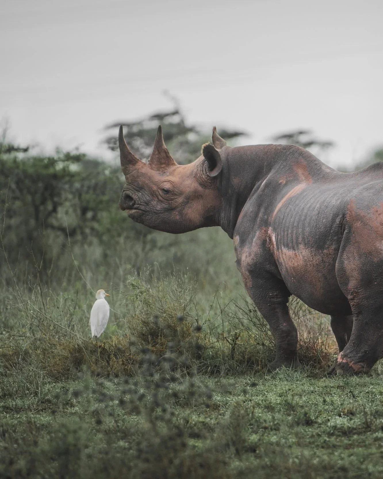 A rhinoceros standing in grassland near a white bird, with trees and overcast sky in the background.