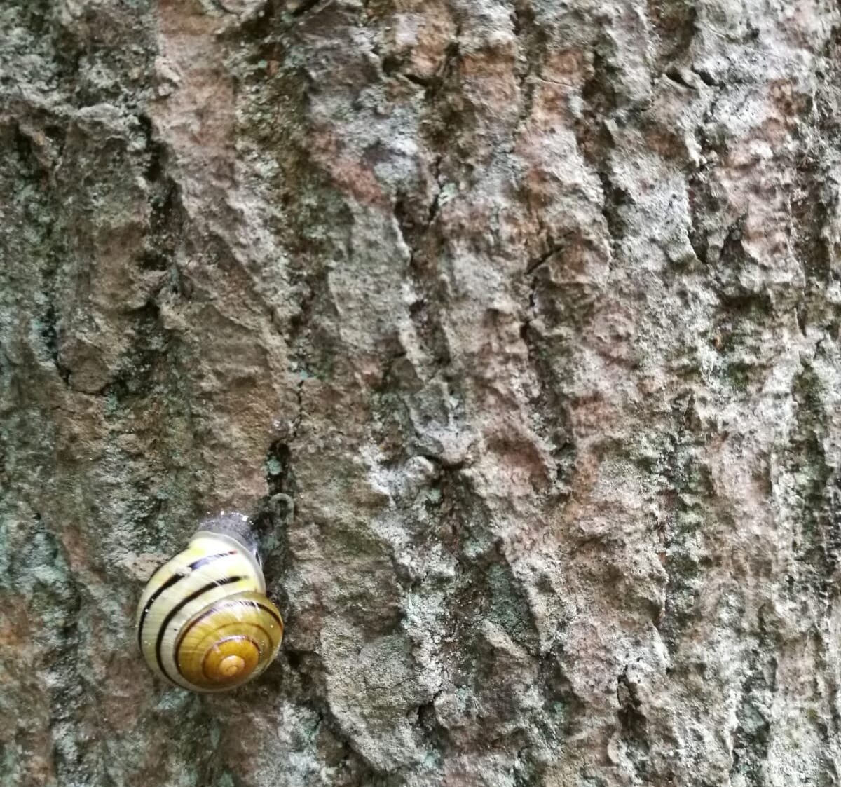 The sneakiest lie that harms your mental health. 