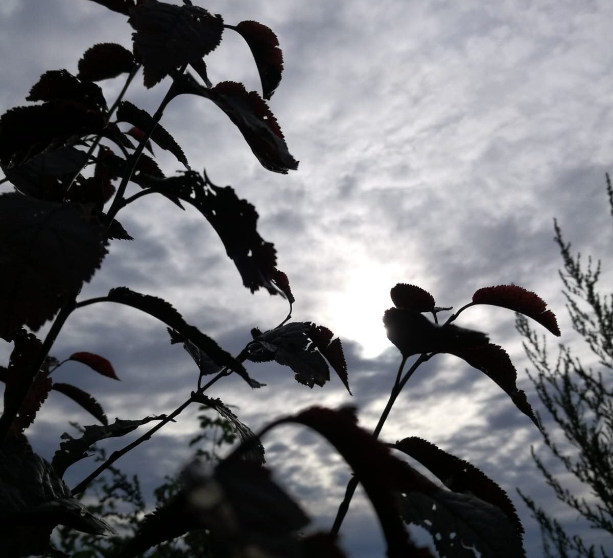 Sometimes I'm a White straight cis-dude