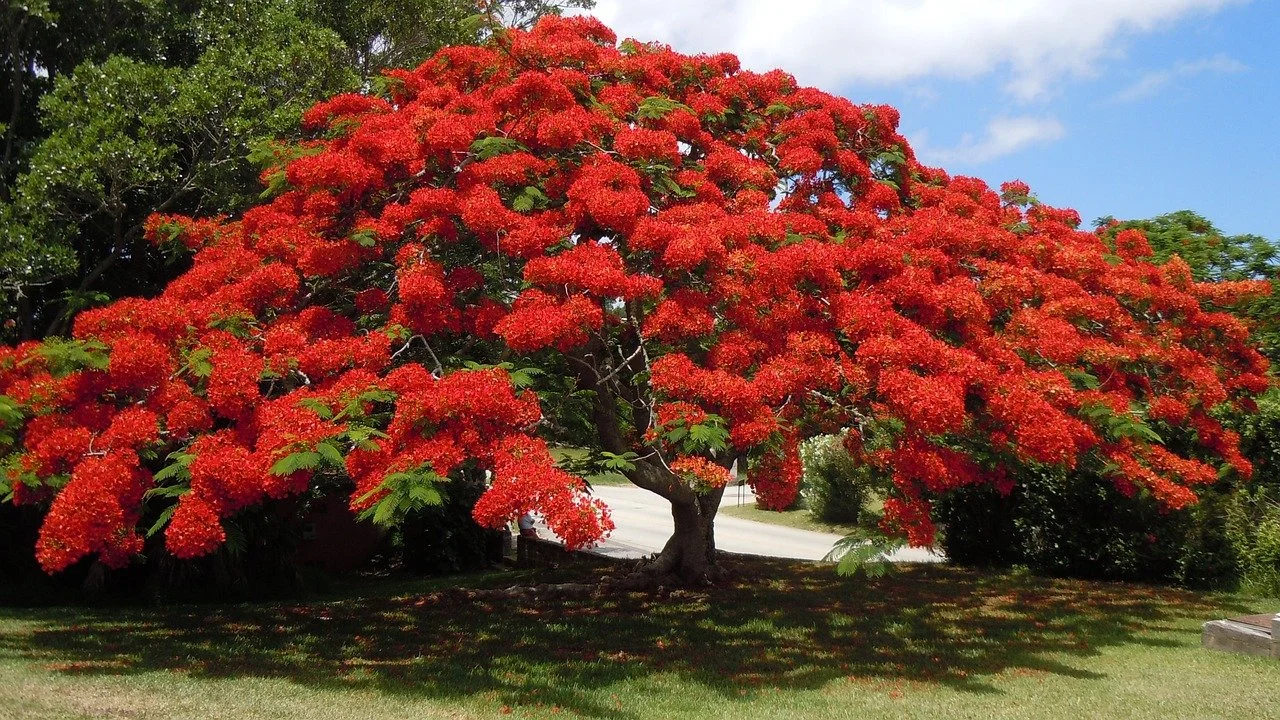tree.jpg