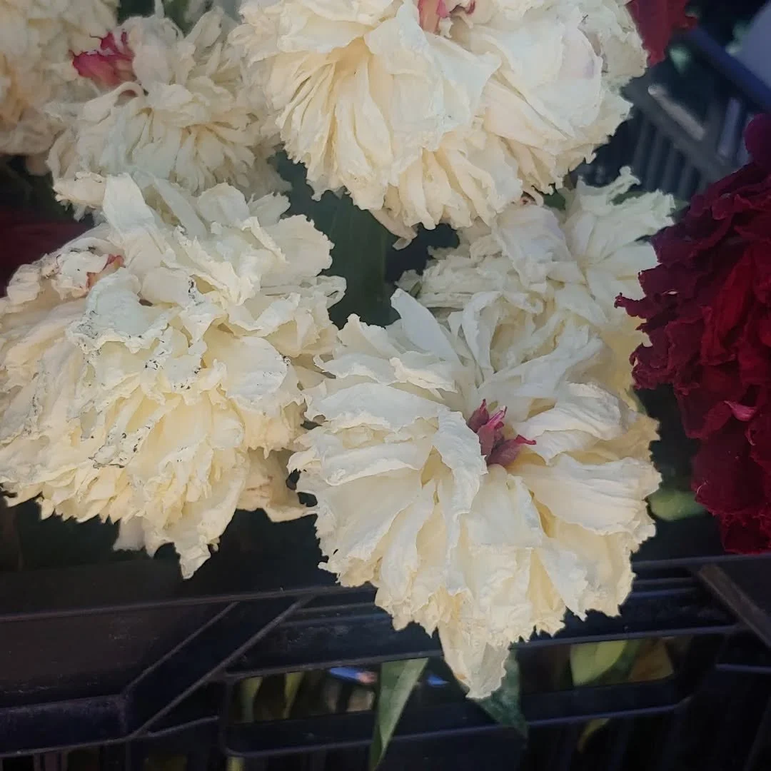 Our blossoms completely died out at the farm stand...they have retained their flower form without falling apart. They will be great in dried flower arrangements. Contact me if you are interested.