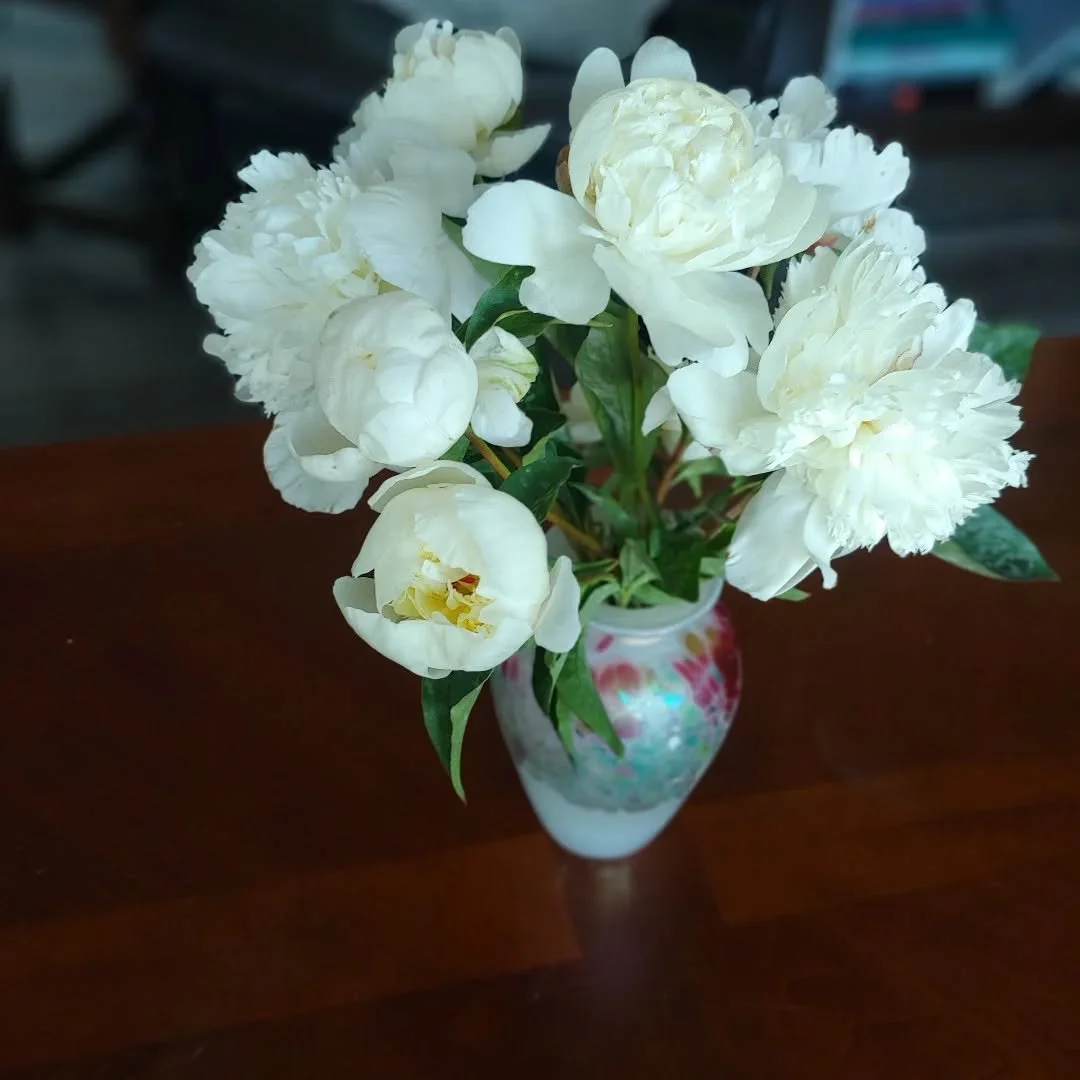 Our collection of late-blooming whites....Lancaster and Duchesses de Nemours.