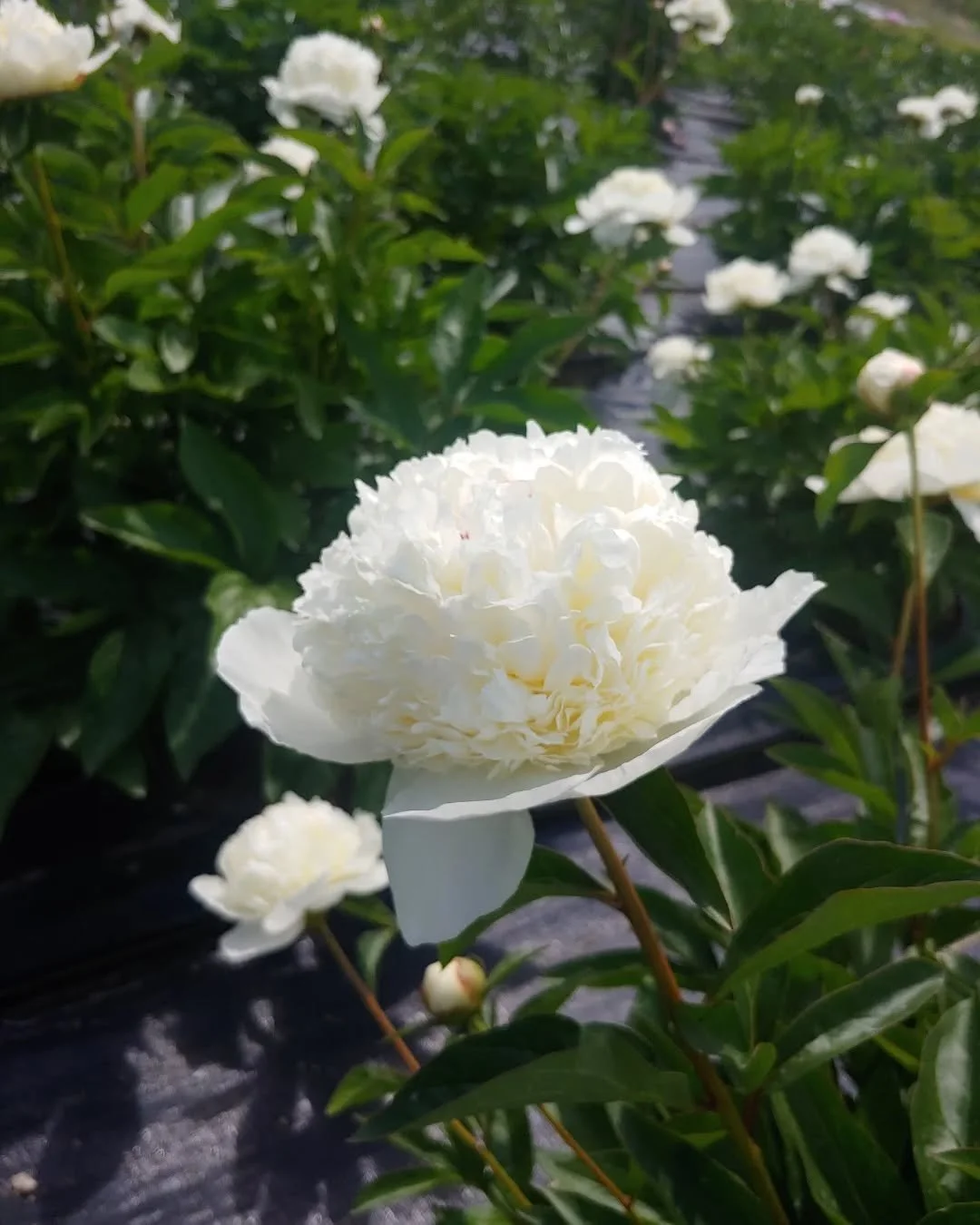 Lancaster blossoms! Gorgeous, don't you agree?#peonypedlars #LakeCountrypeonies #peonies BC peonies #Vernonpeonies #flowers #okanaganpeonies