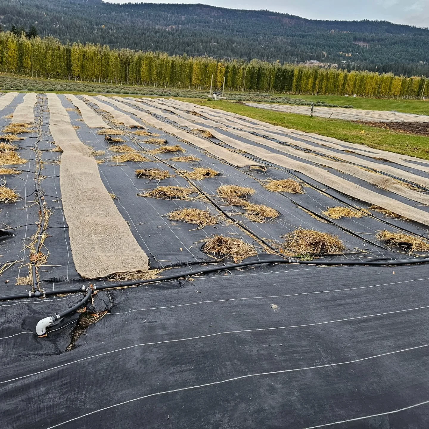 Our fall field season has come to an end. We planted an additional 218 new bare roots, adding 5 new varieties to our collection. We decided to cover the tender ones for this first winter to try to baby them a bit, but someone didn't calculate the amo
