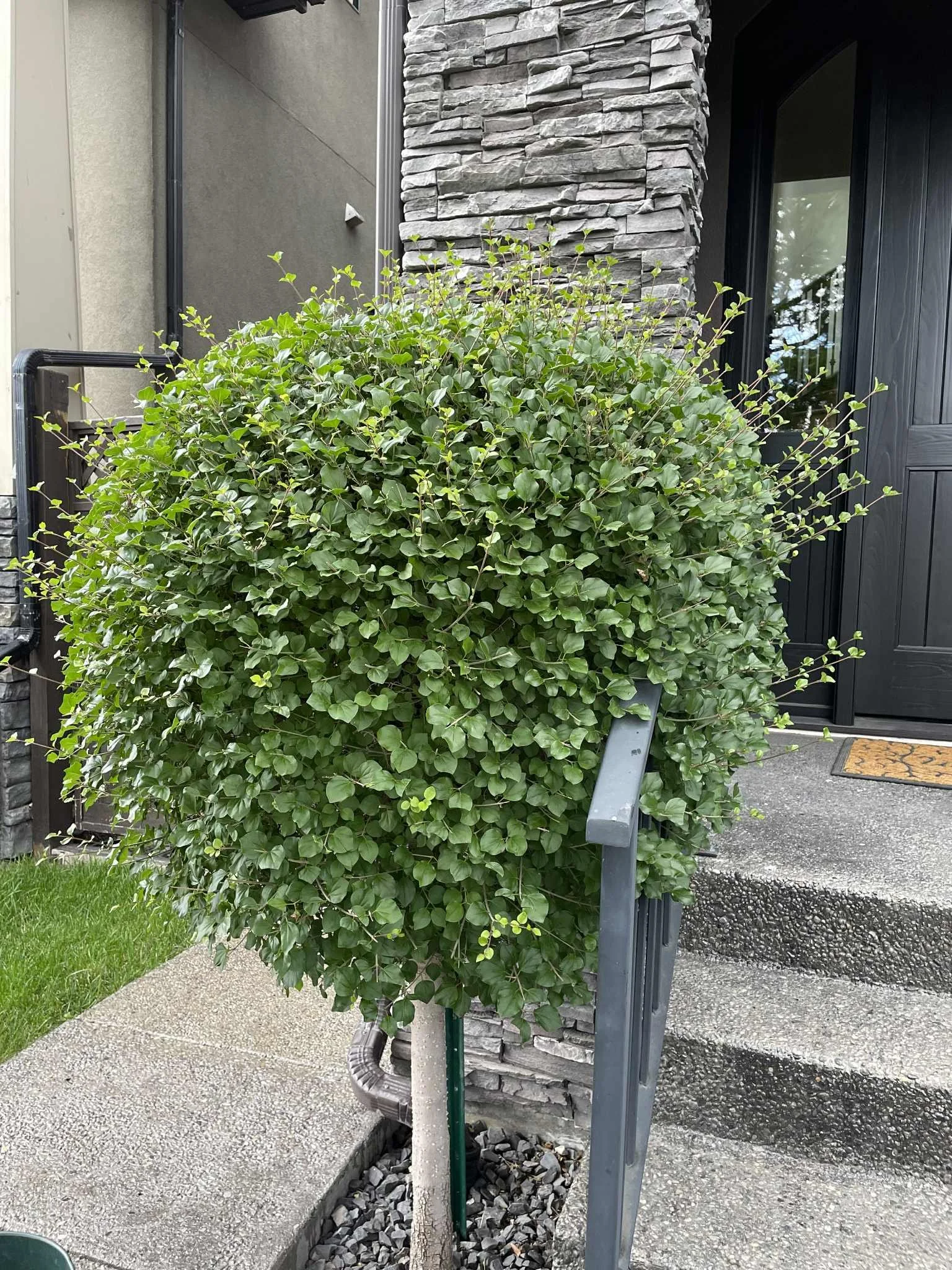 861c1483-3de3-41b3-9755-4b2884357ffe.jfif