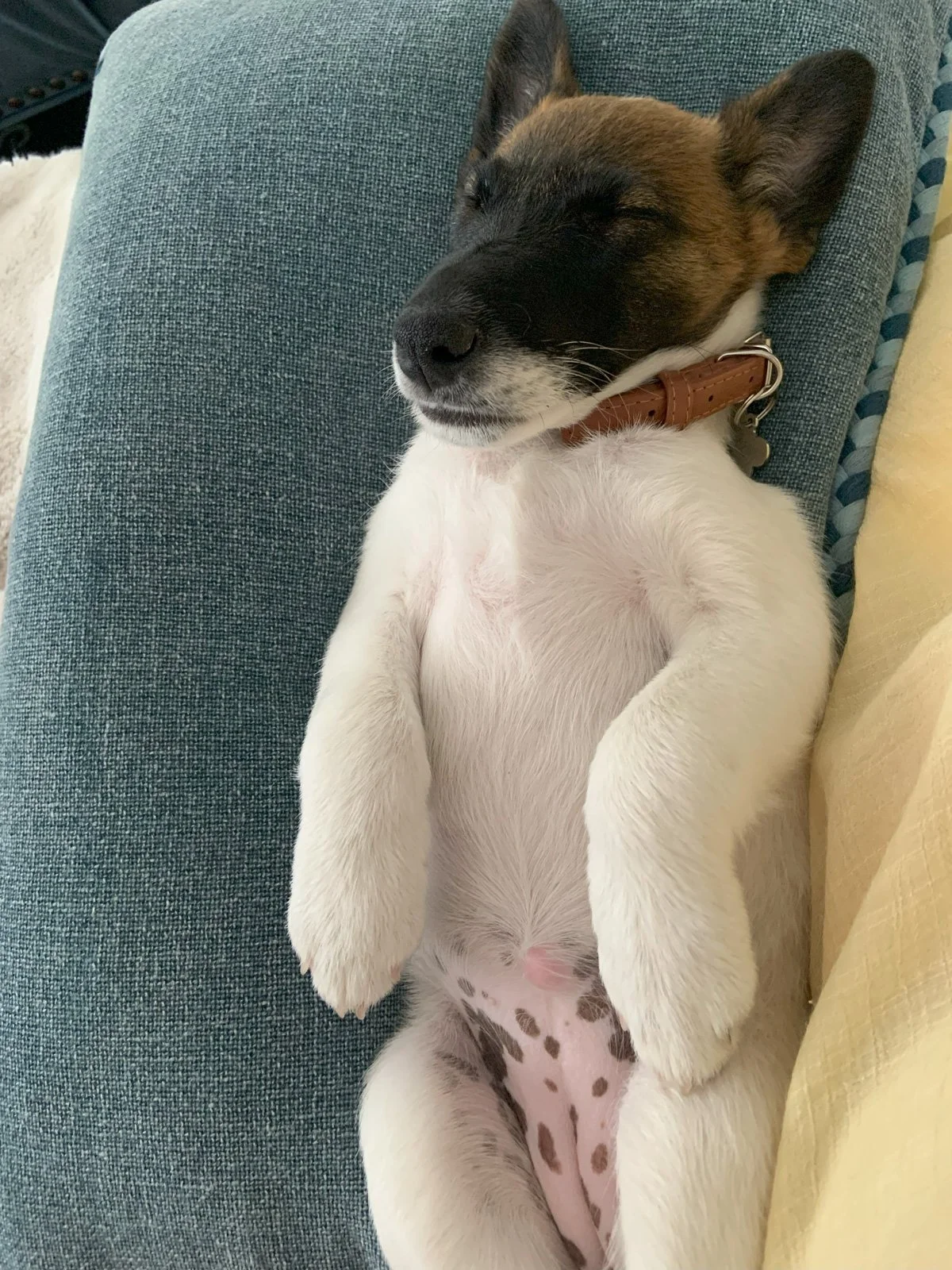 A small smooth fox terrier sleeping on its back with eyes closed, on a green couch with a yellow pillow nearby.