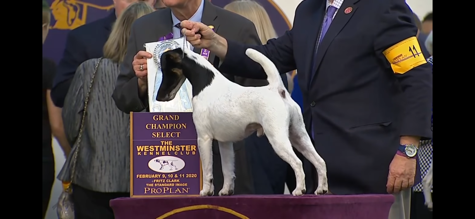 Tallulah's Sire at Westminster