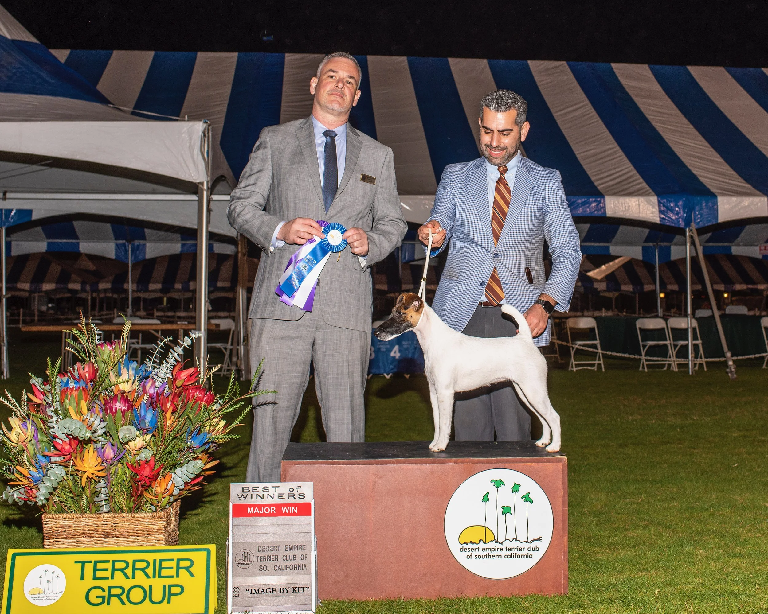 A dog show award ceremony with a smooth fox terrier standing on a podium, two men in suits holding ribbons, and colorful flowers in the foreground, under striped tents.