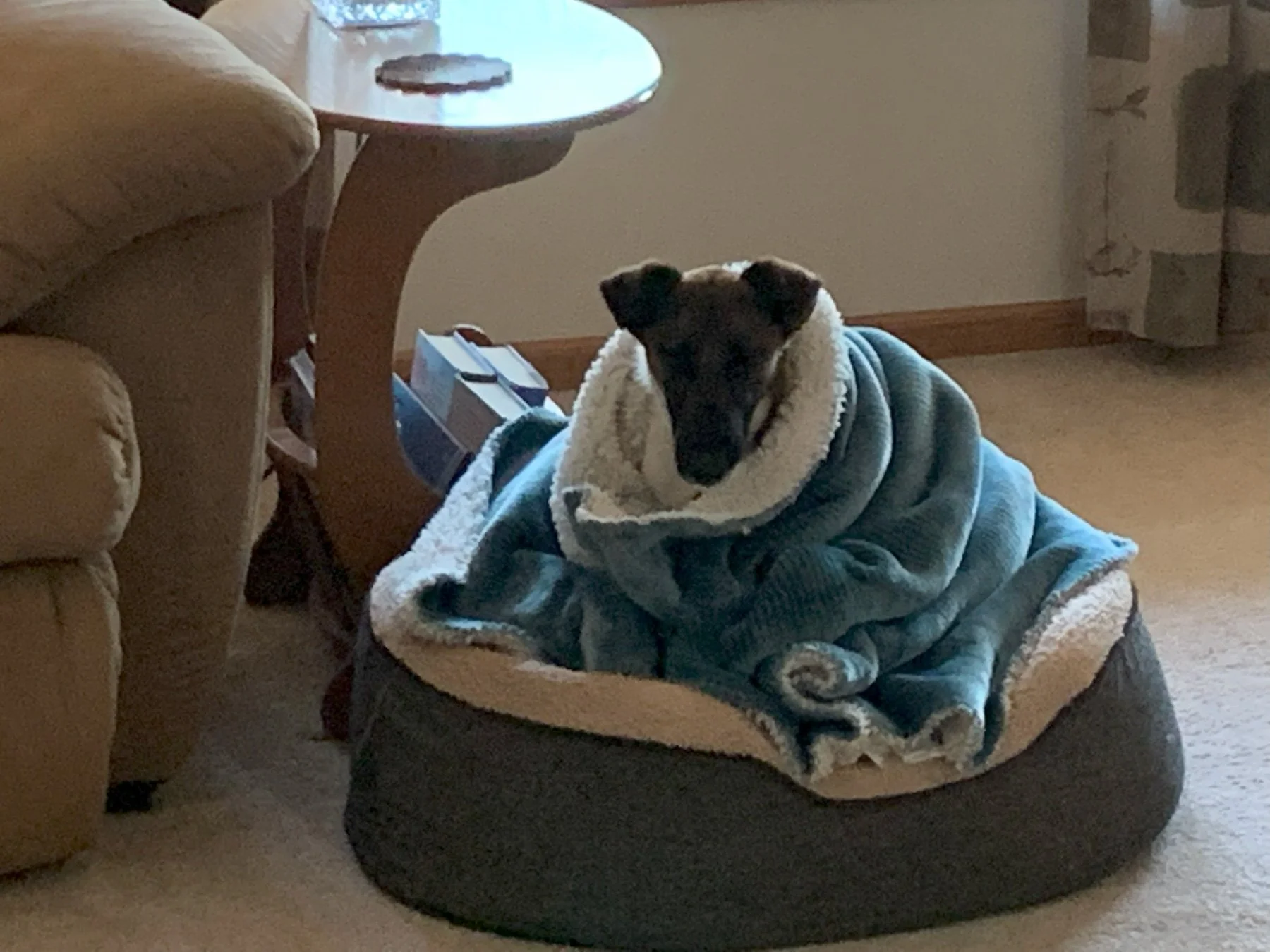 Tallulah's Dam, Gracie, while pregnant with Tallulah