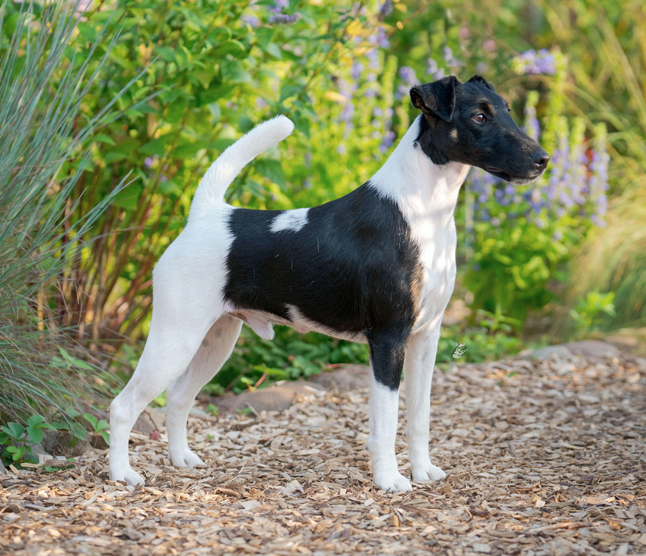 Dash's Sire, Boston
