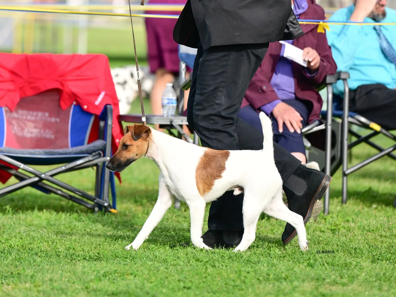 A dog handler walking a smooth fox terrier during a dog show, with spectators sitting on lawn chairs in the background.