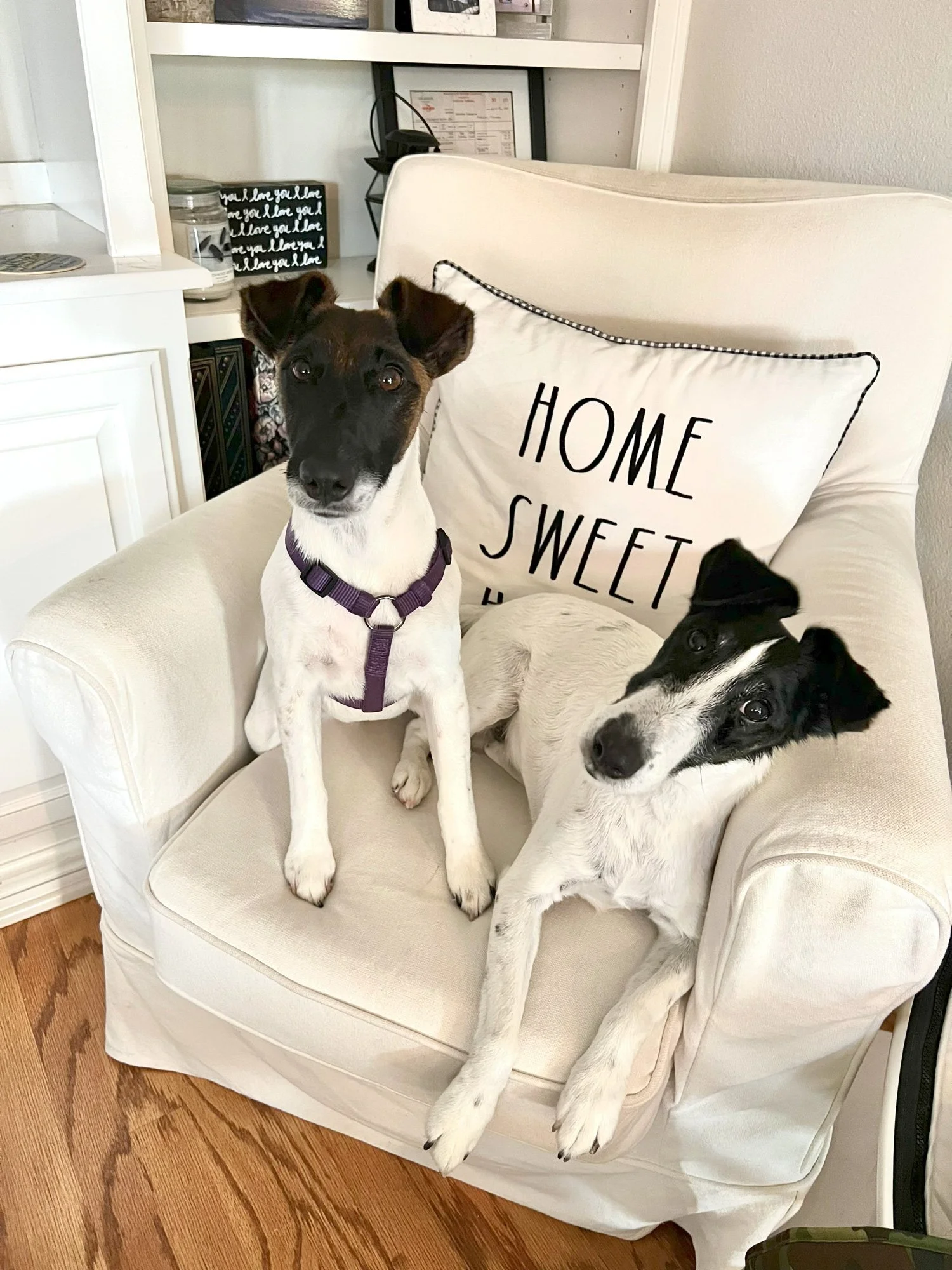 Two black and white smooth fox terriers sitting on a white armchair with a pillow that reads 'Home Sweet Home'.