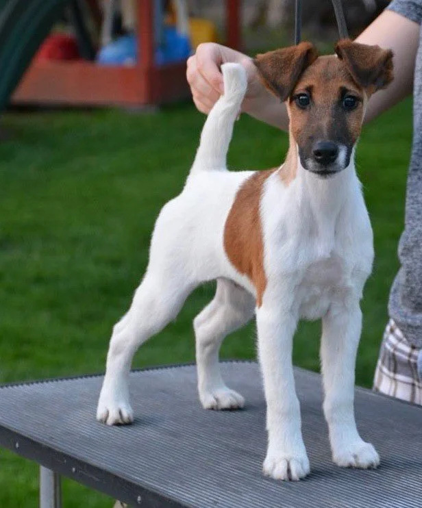 smoothfoxterrierhealth.jpg