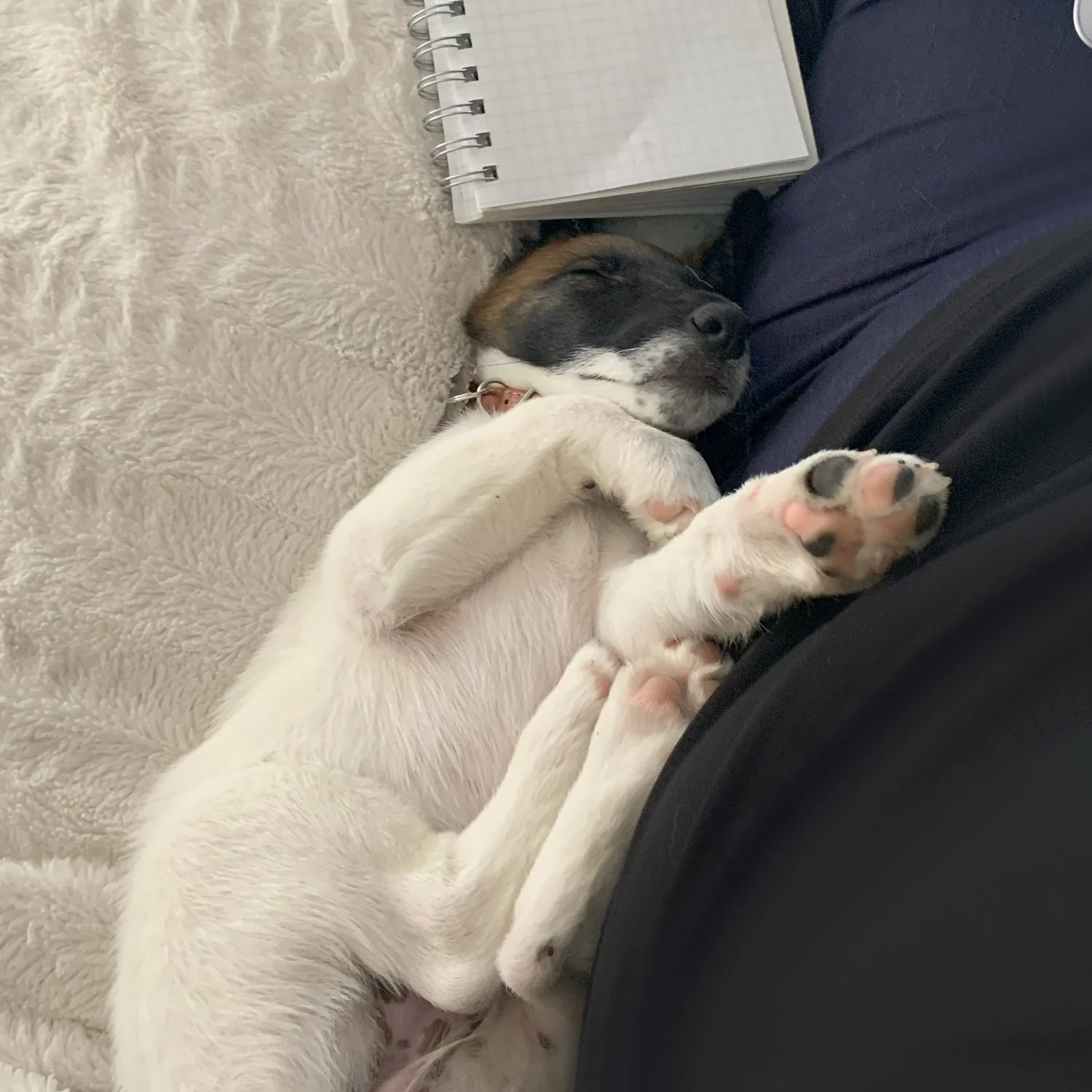 A smooth fox terrier puppy with a white body and a black and brown head, sleeping on its side with paws up, resting on a person's lap. The person is sitting on a fluffy beige blanket, and a notebook with a grid pattern is next to them.