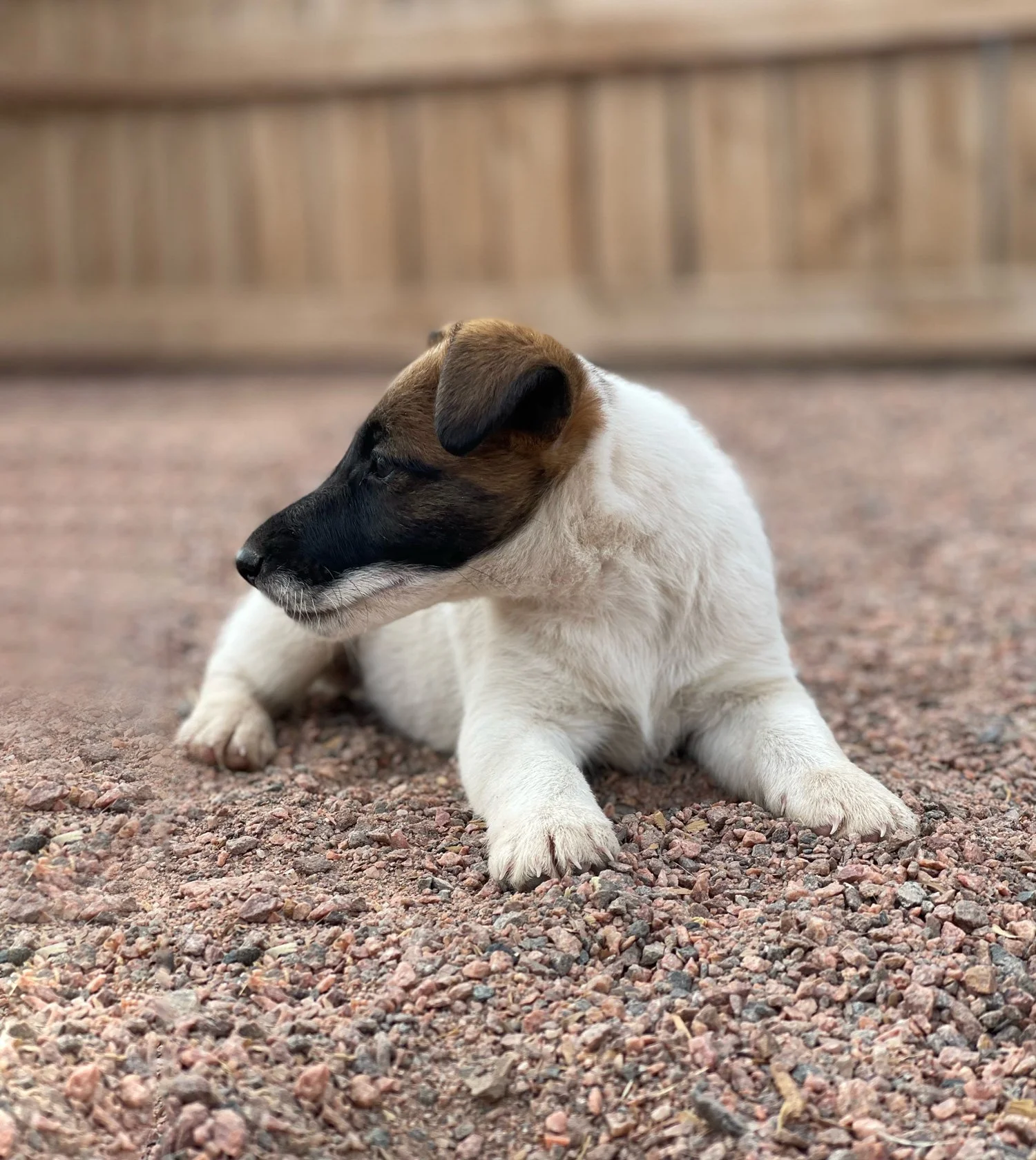 A smooth fox terrier puppy with a black and brown face, white body, and floppy ears sitting on gravel ground, looking to the side with a wood fence in the background.