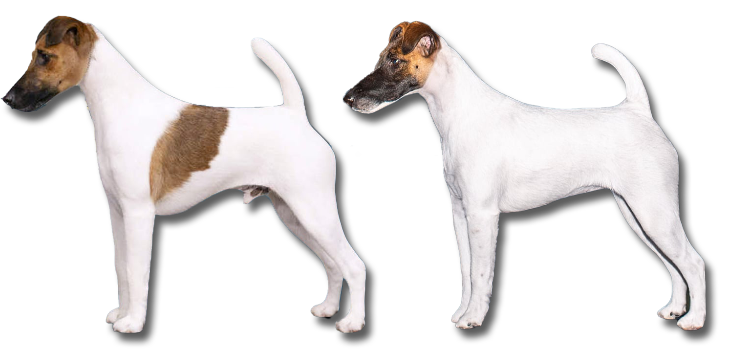 brown and white male and female smooth fox terriers