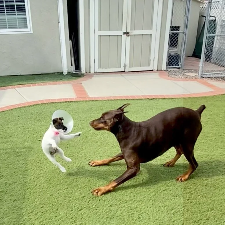 A smooth fox terrier puppy playing with a large doberman dog on a green lawn in a backyard.