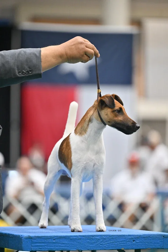 A smooth fox terrier with a white coat and brown patches standing on a grooming table outdoors, held by a person.