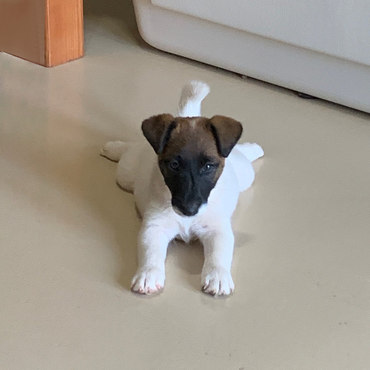 Cute smooth fox terrier puppy with a black face and brown ears lying on a beige floor.