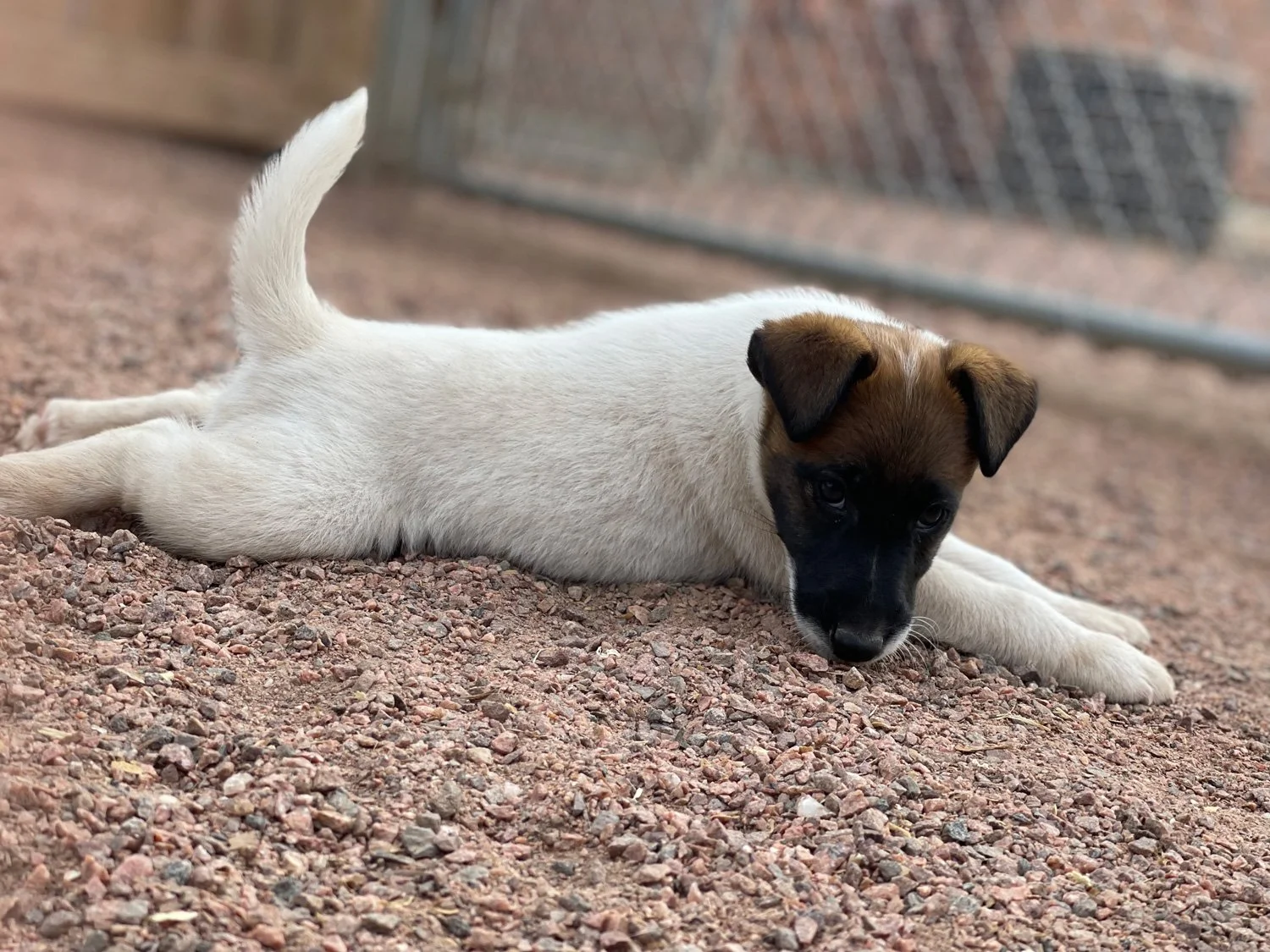 A smooth fox terrier puppy with cream-colored fur and a black face lying down on a gravel surface, looking forward.