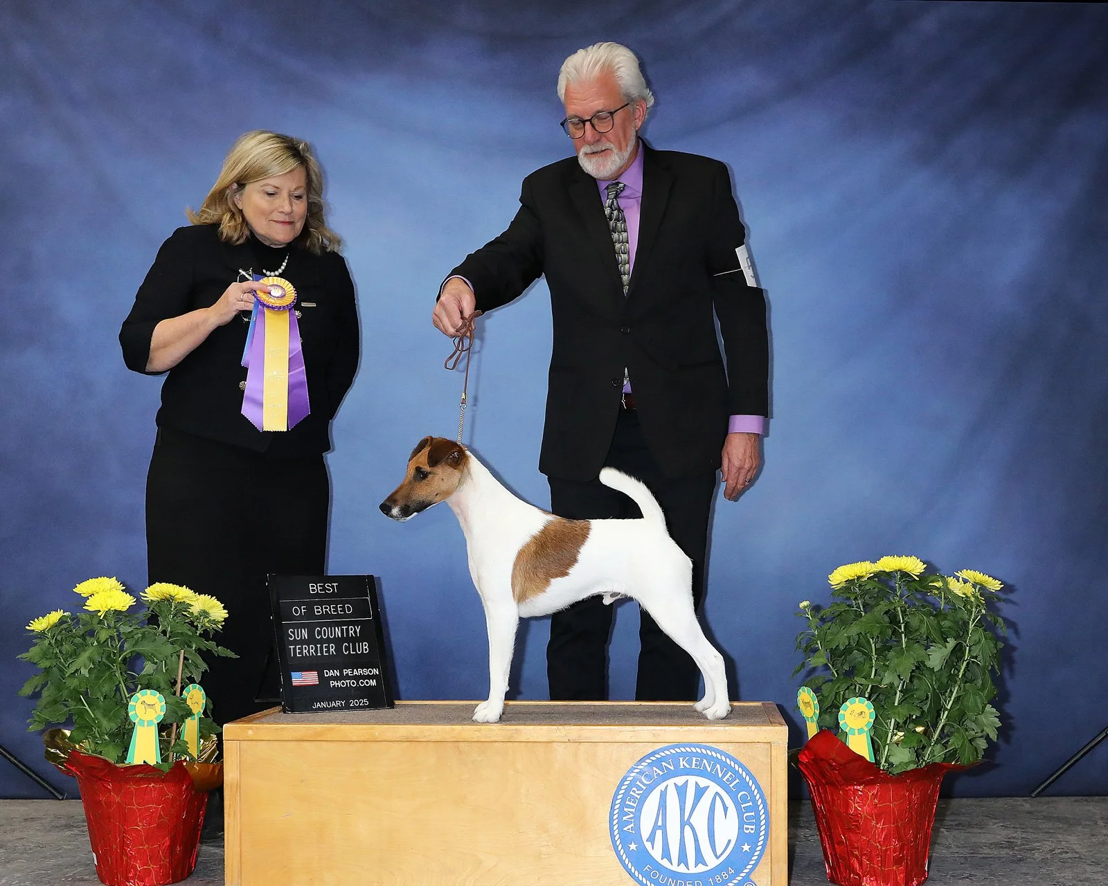 A smooth fox terrier dog standing on a wooden platform, being recognized as 'Best of Breed' at a dog show, with two people presenting it, flanked by potted yellow flowers.