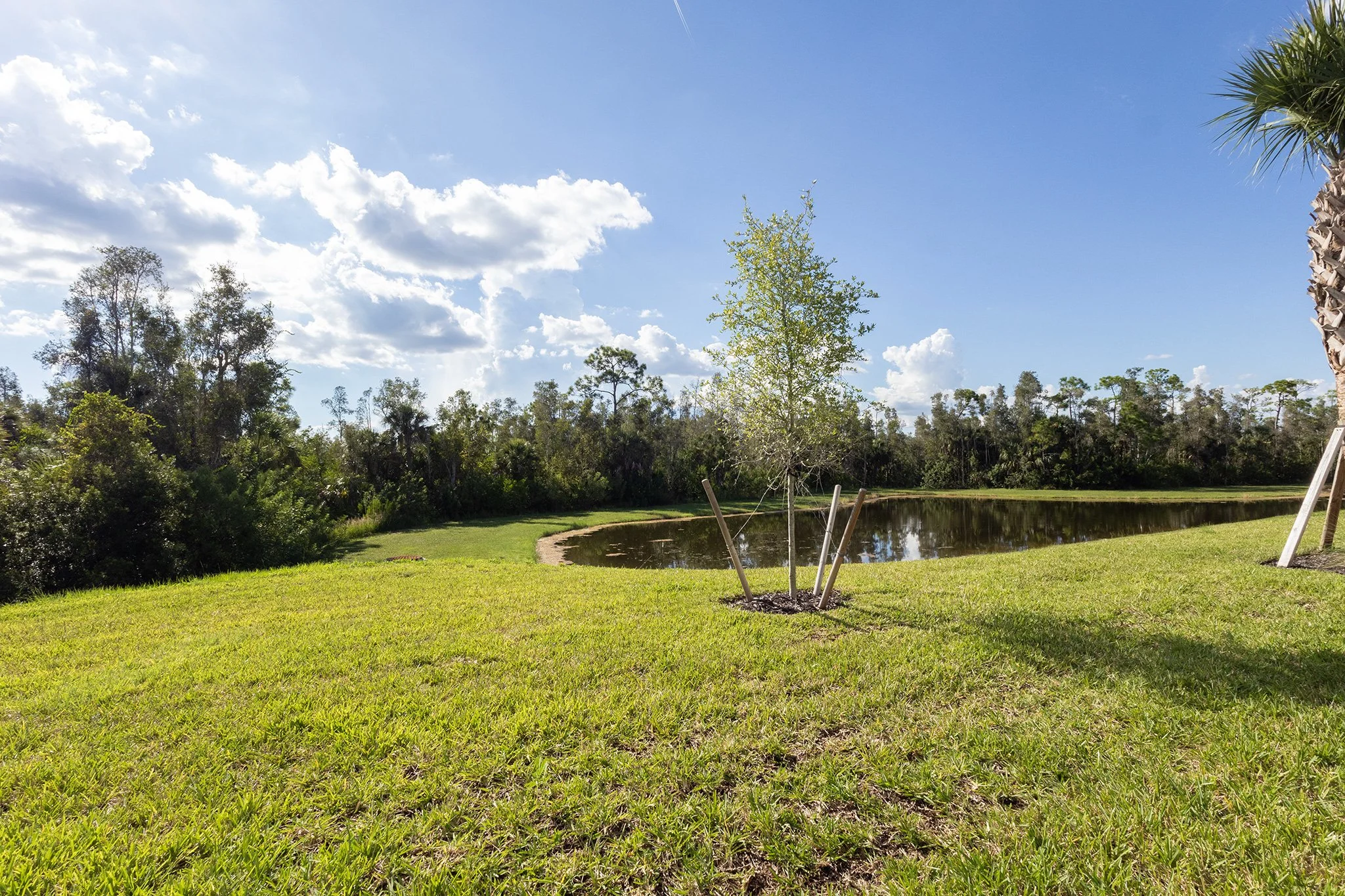 A small tree planted in a grassy area near a pond, with a clear blue sky and some clouds overhead, surrounded by other trees.