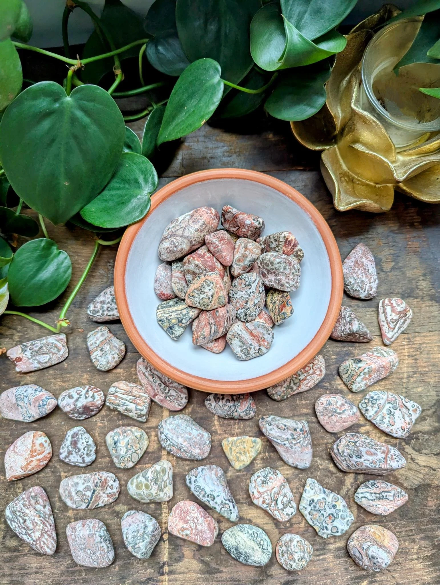 Leopardskin Jasper 1.jpeg