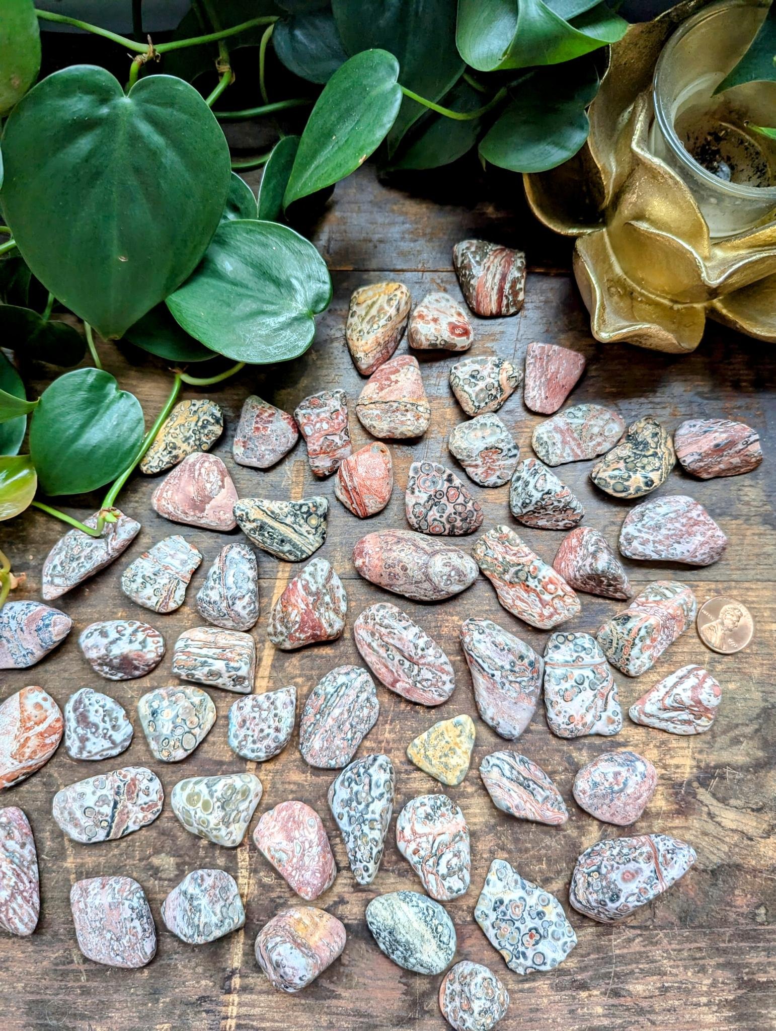 Leopardskin Jasper 2.jpeg