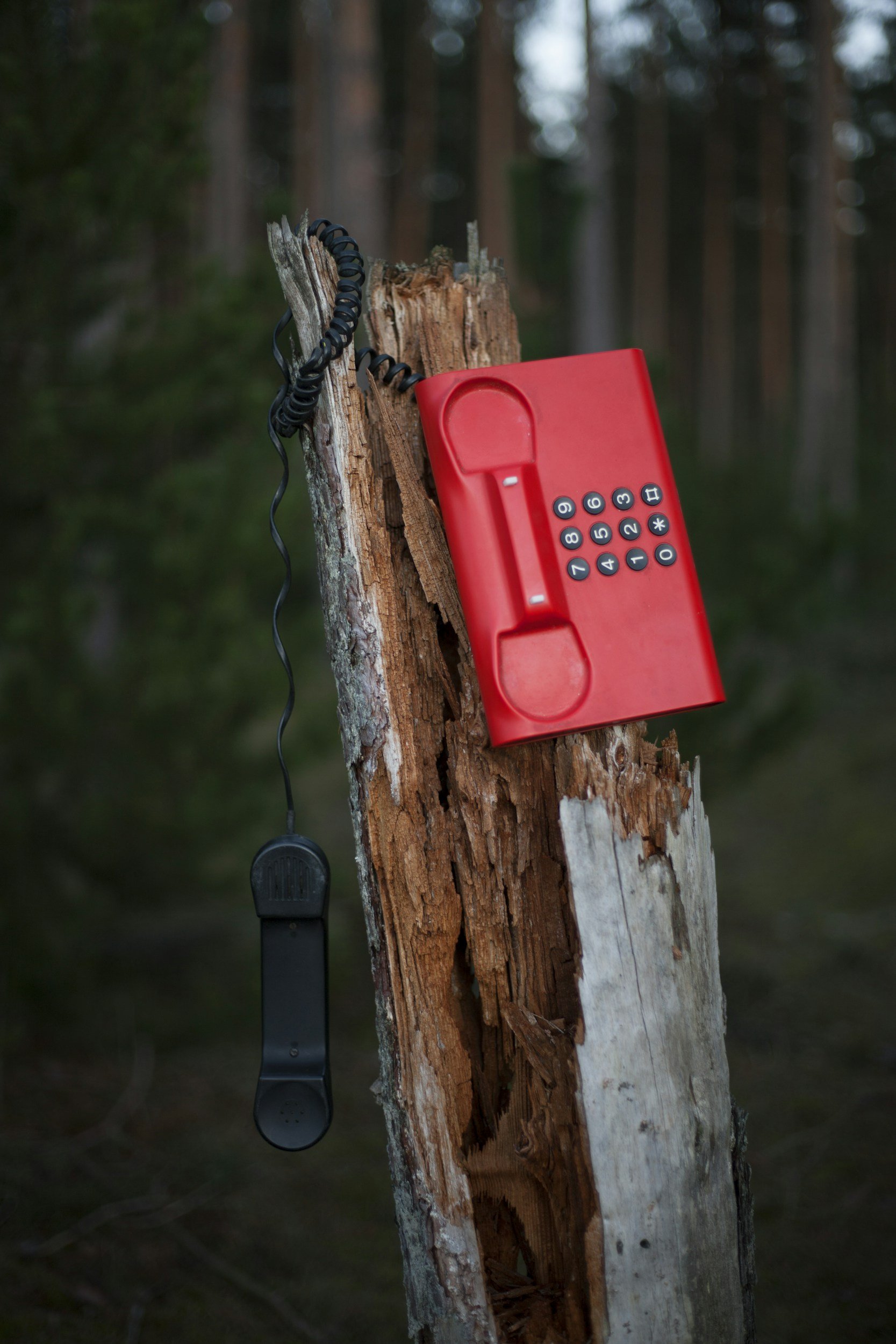 A red vintage rotary phone with a black cord resting on a weathered tree stump in a forest setting.