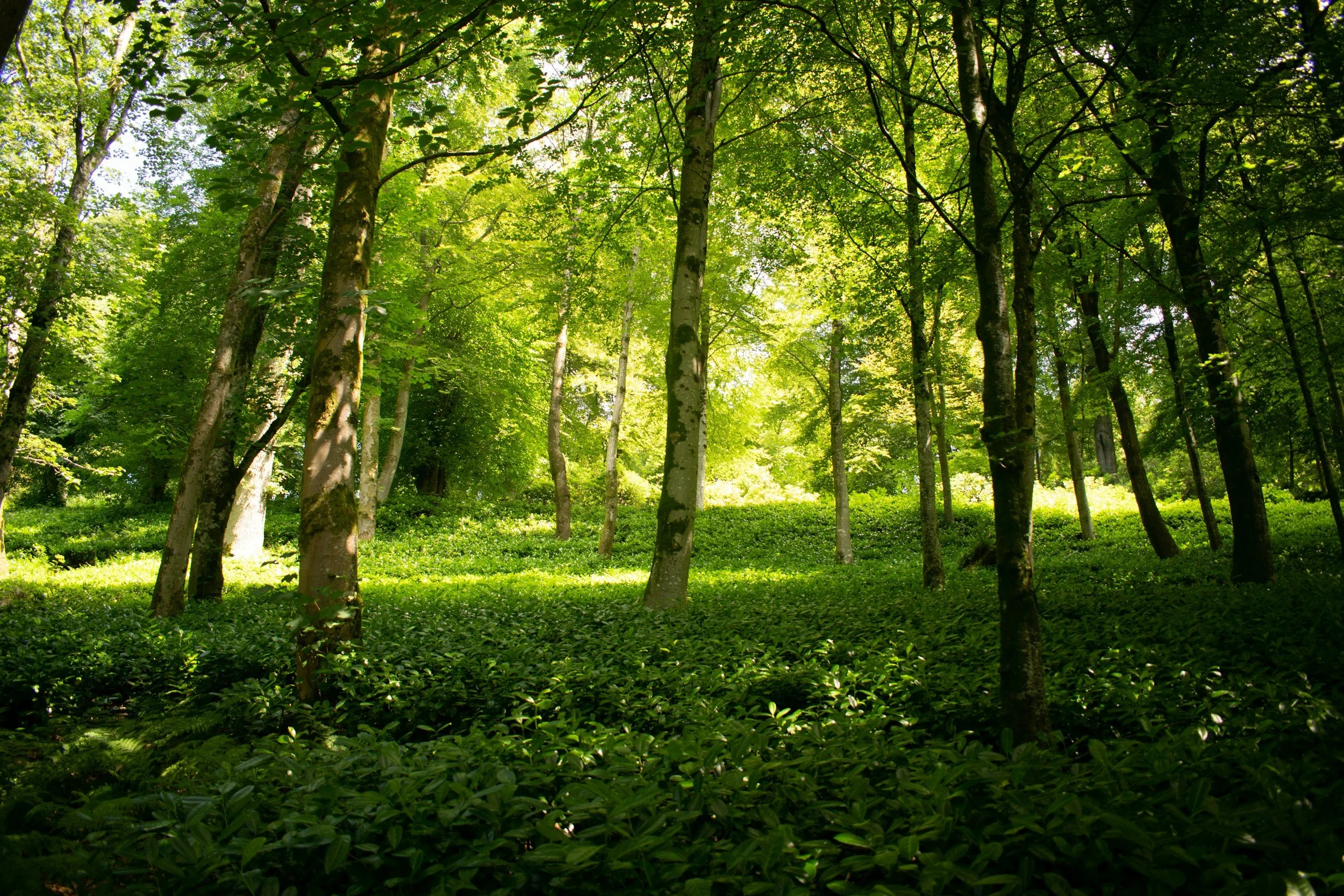 Funding &amp; Grants for Outdoor Learning Spaces in the UK