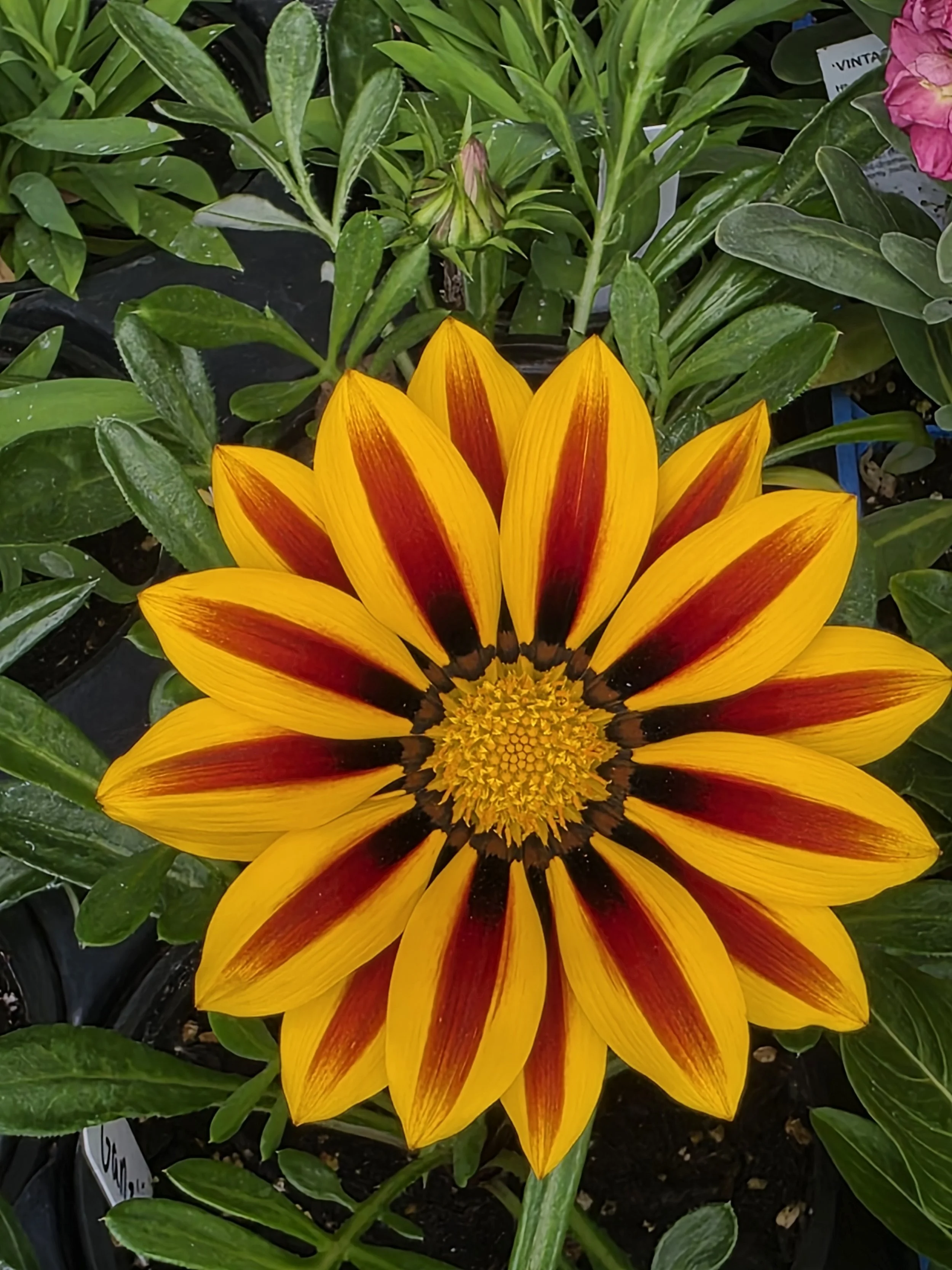 Wedding planning communication tips  Stress free wedding planning Kentucky