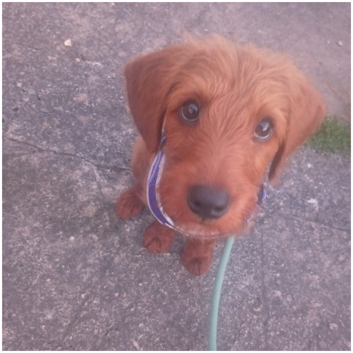 Fox Red Labrador cross Miniature Poodle puppy sitting calmly during puppy training