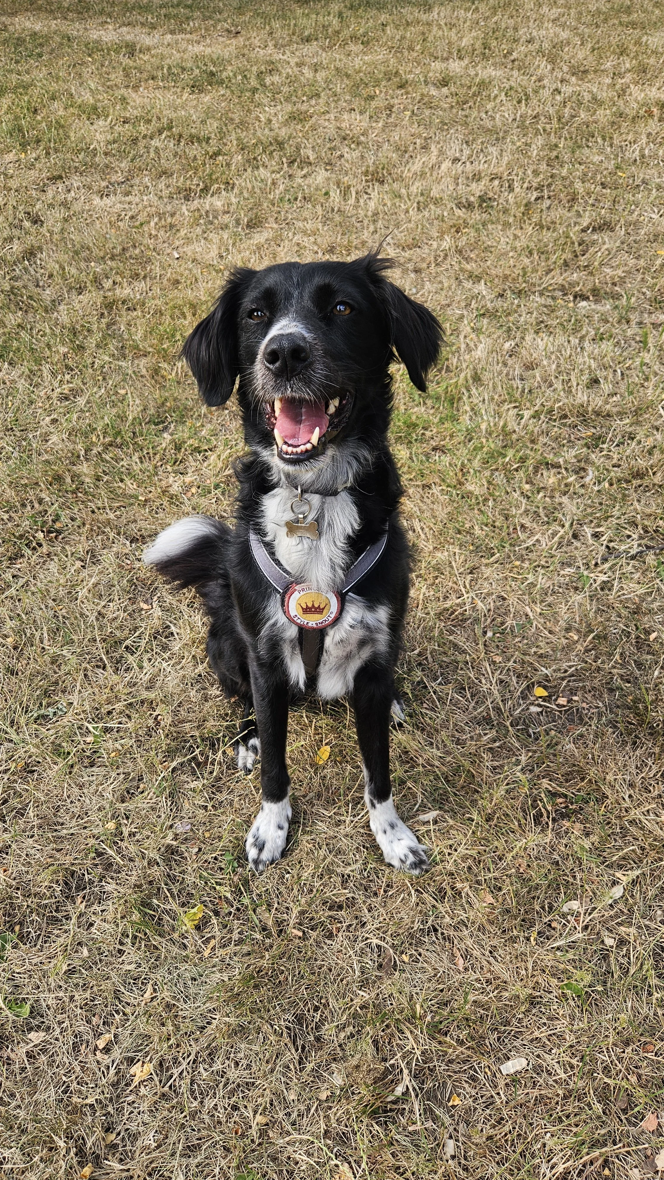 Happy Border Collie sitting on the grass with her mouth open during a walk in Loughborough.