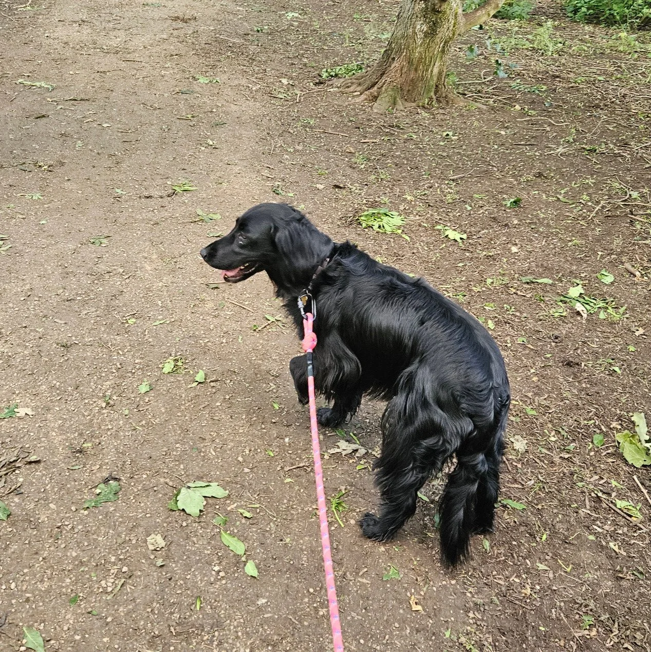 Black Spaniel practising loose lead walking with their trainer in Loughborough.