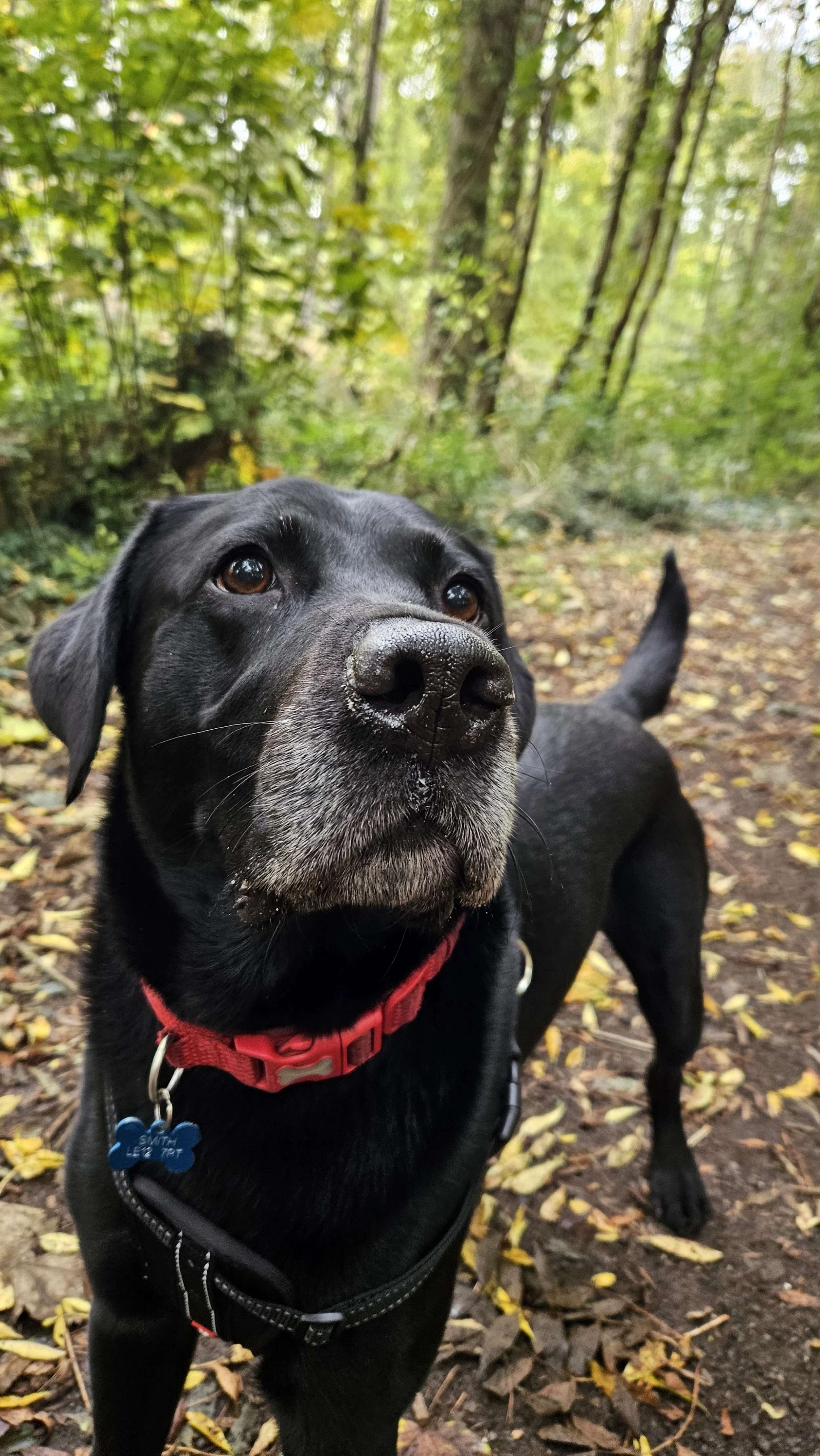 Black Labrador on a woodland dog walk in Loughborough, standing on a leaf-covered path and looking up with a calm, focused expression.