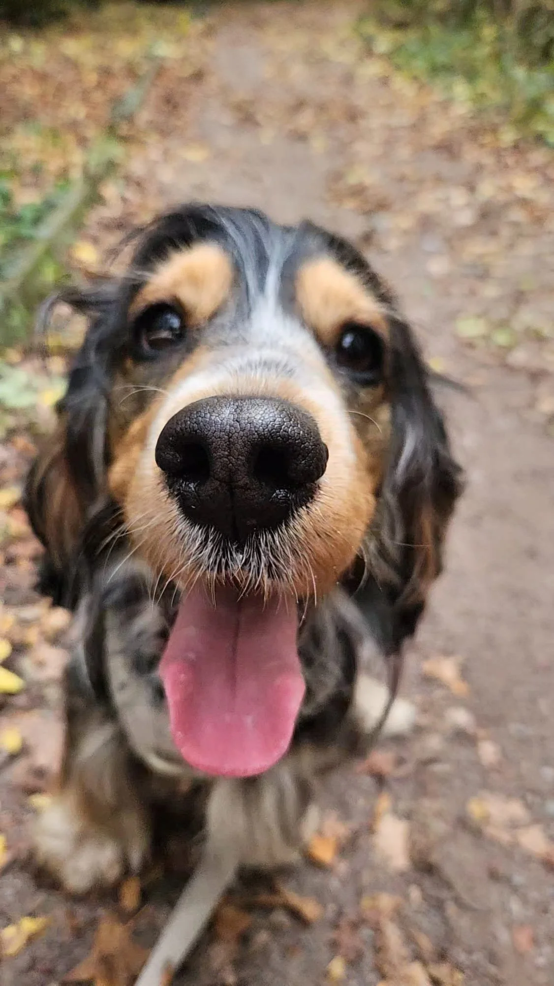 Athena the Cocker Spaniel sitting calmly, looking towards the camera with a relaxed expression.