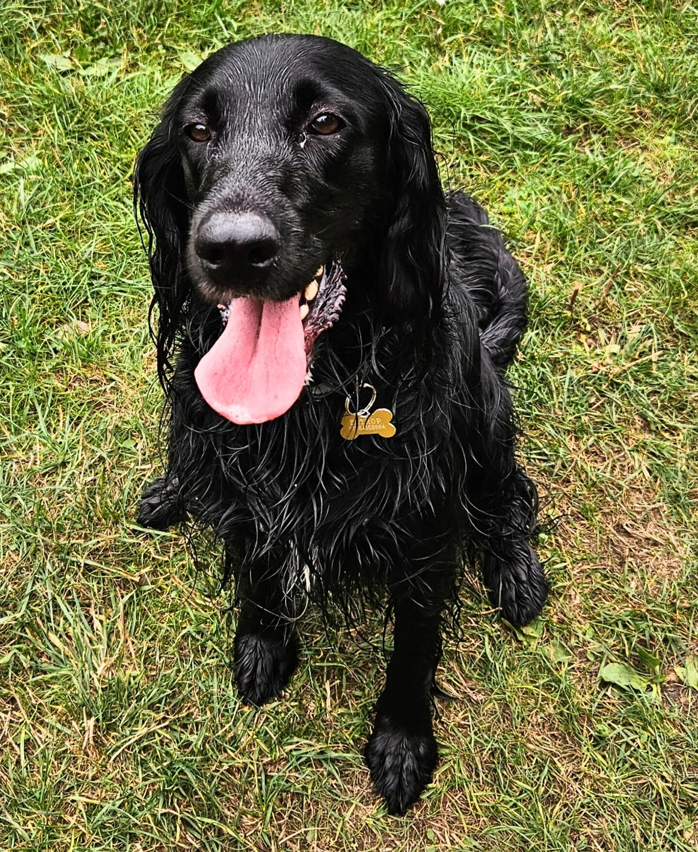 Daisy the Spaniel on a wet dog walk in Loughborough, sitting on the path in the Outwoods area and looking up with a happy, relaxed expression.