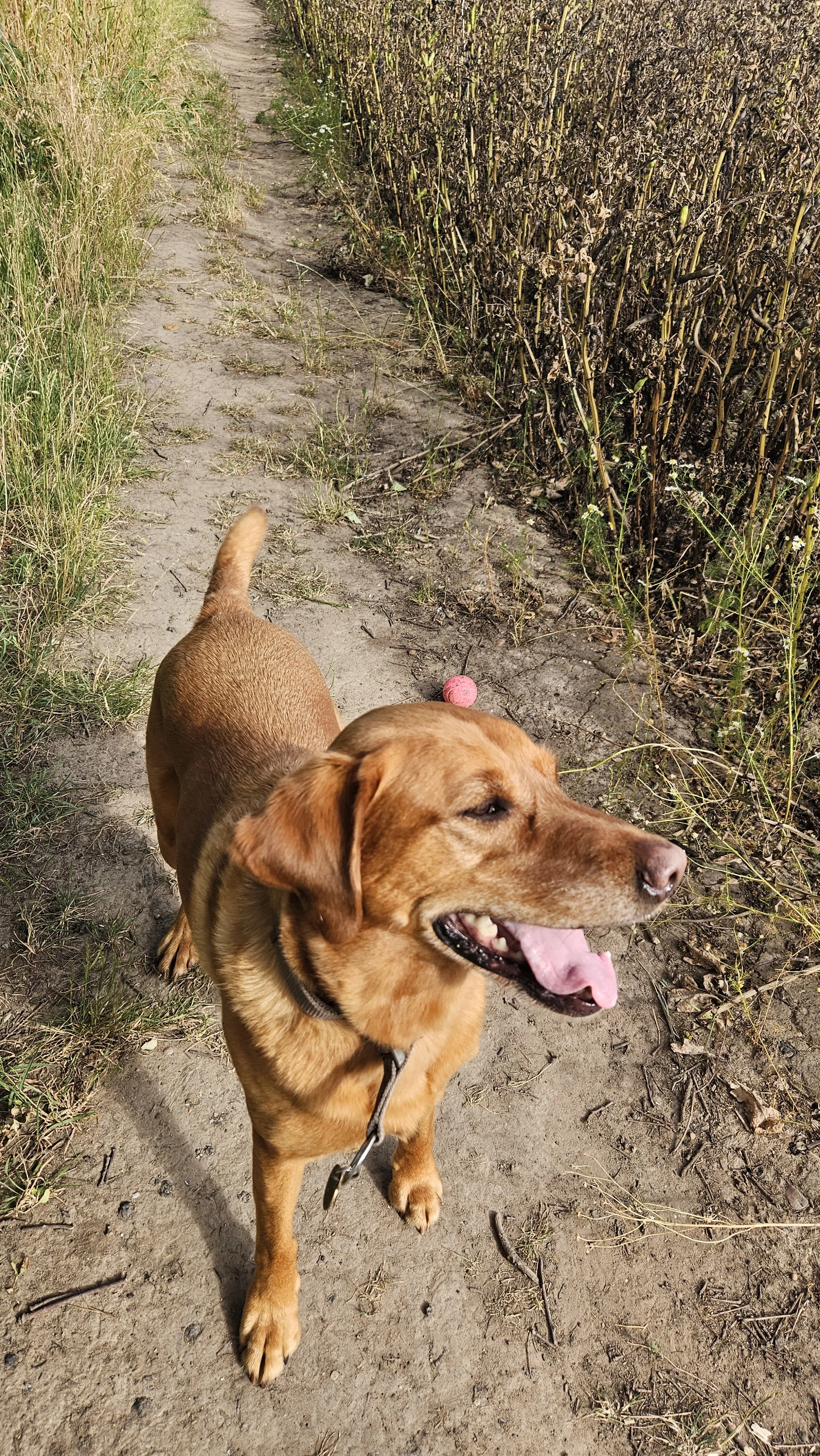 fox red lad standing on a path with a pink ball after training