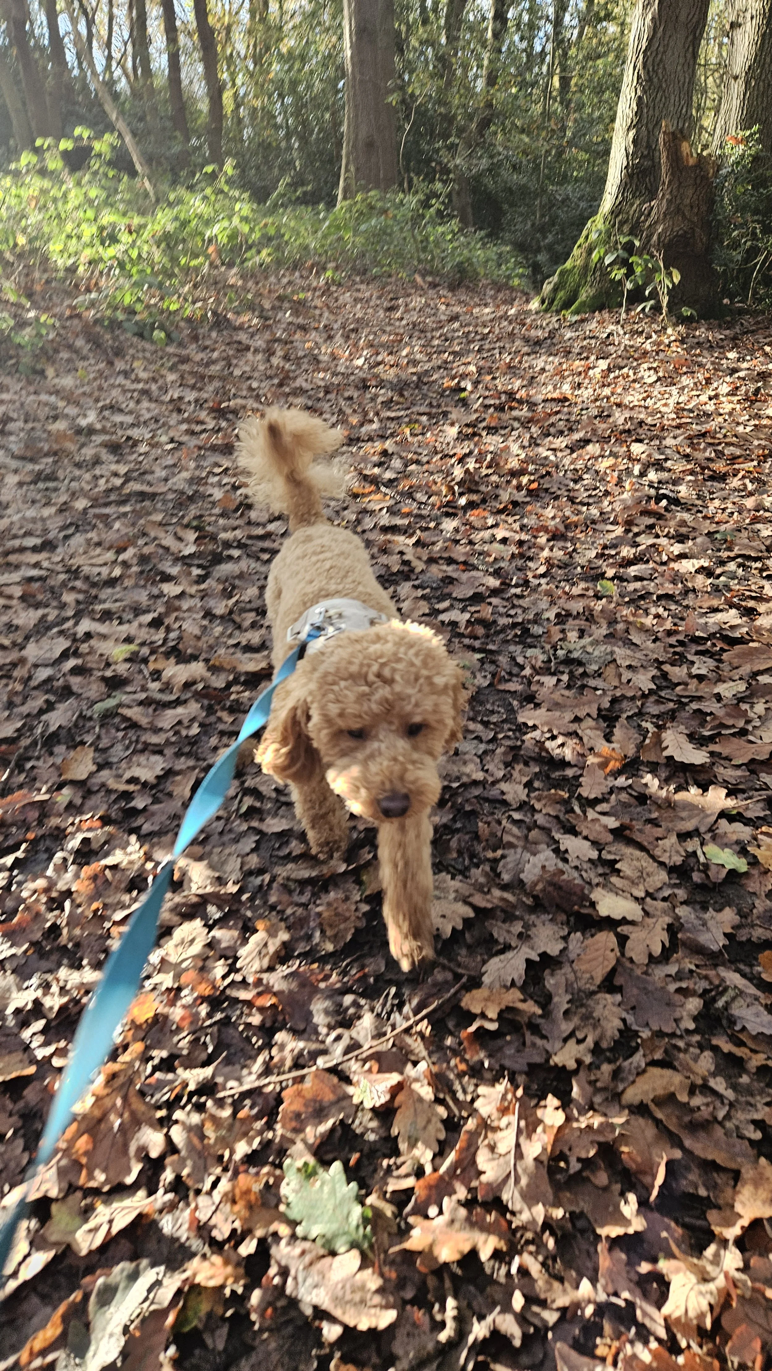 A small, curly-haired dog walking on a leaf-covered trail in a wooded area.
