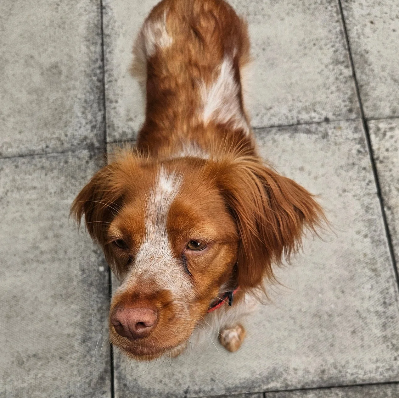 One-to-one dog training session in Loughborough focusing on loose lead walking and recall.