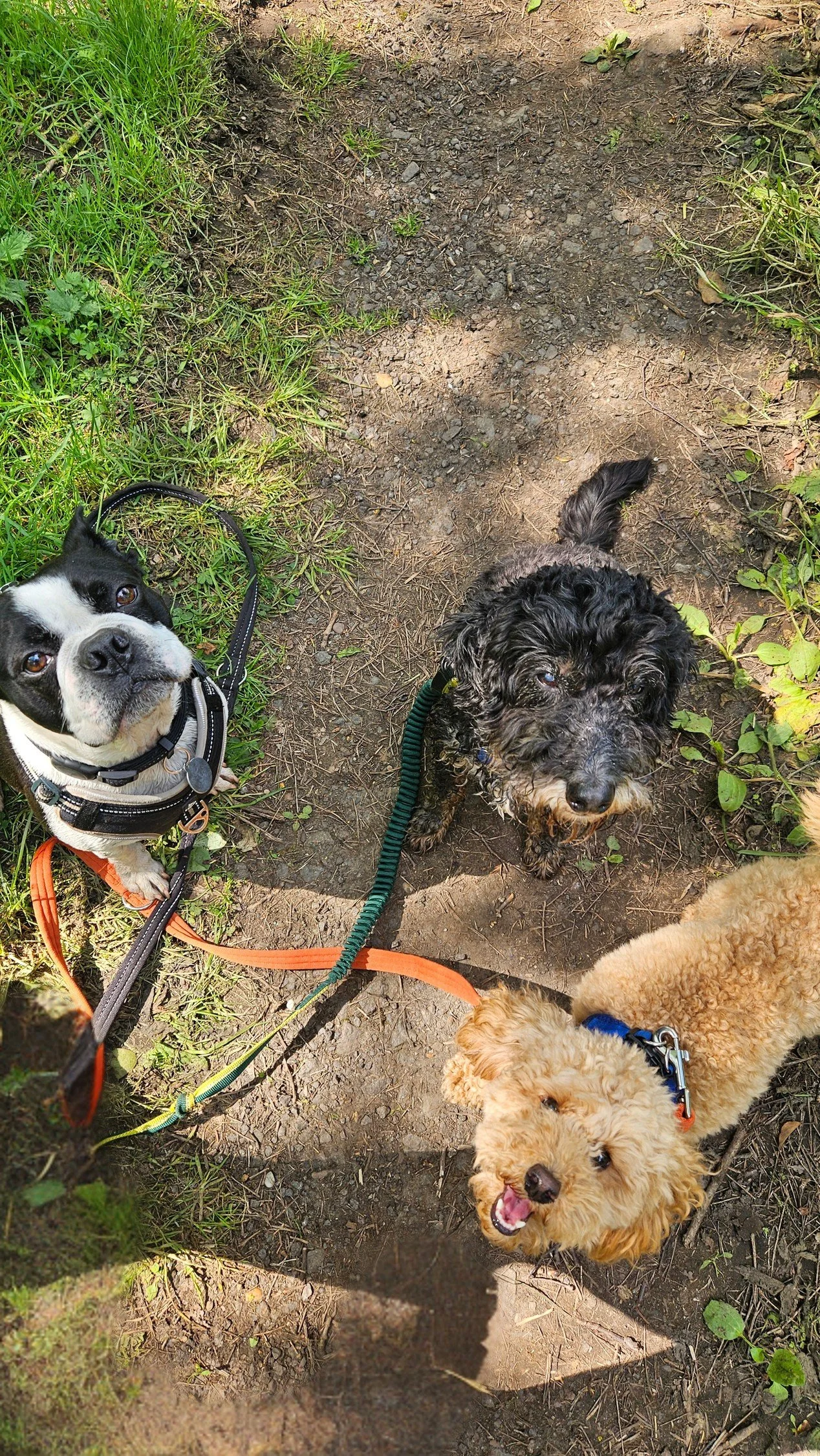 loughborough.jpg Small group dog walk in Loughborough with happy dogs exploring together.