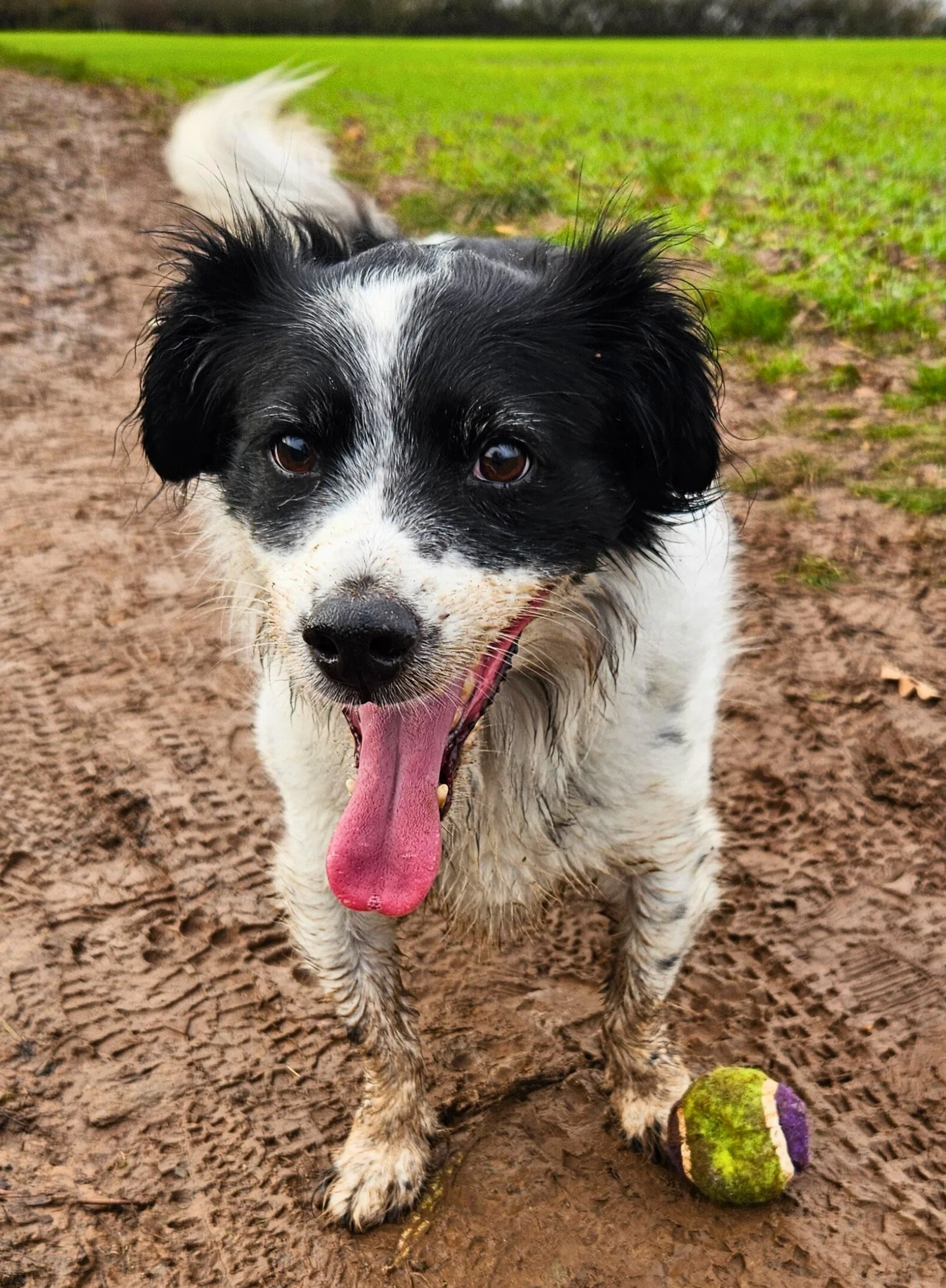 A black and white dog with wet fur, sitting on muddy ground next to a tennis ball, with its tongue hanging out, outdoors on a cloudy day.