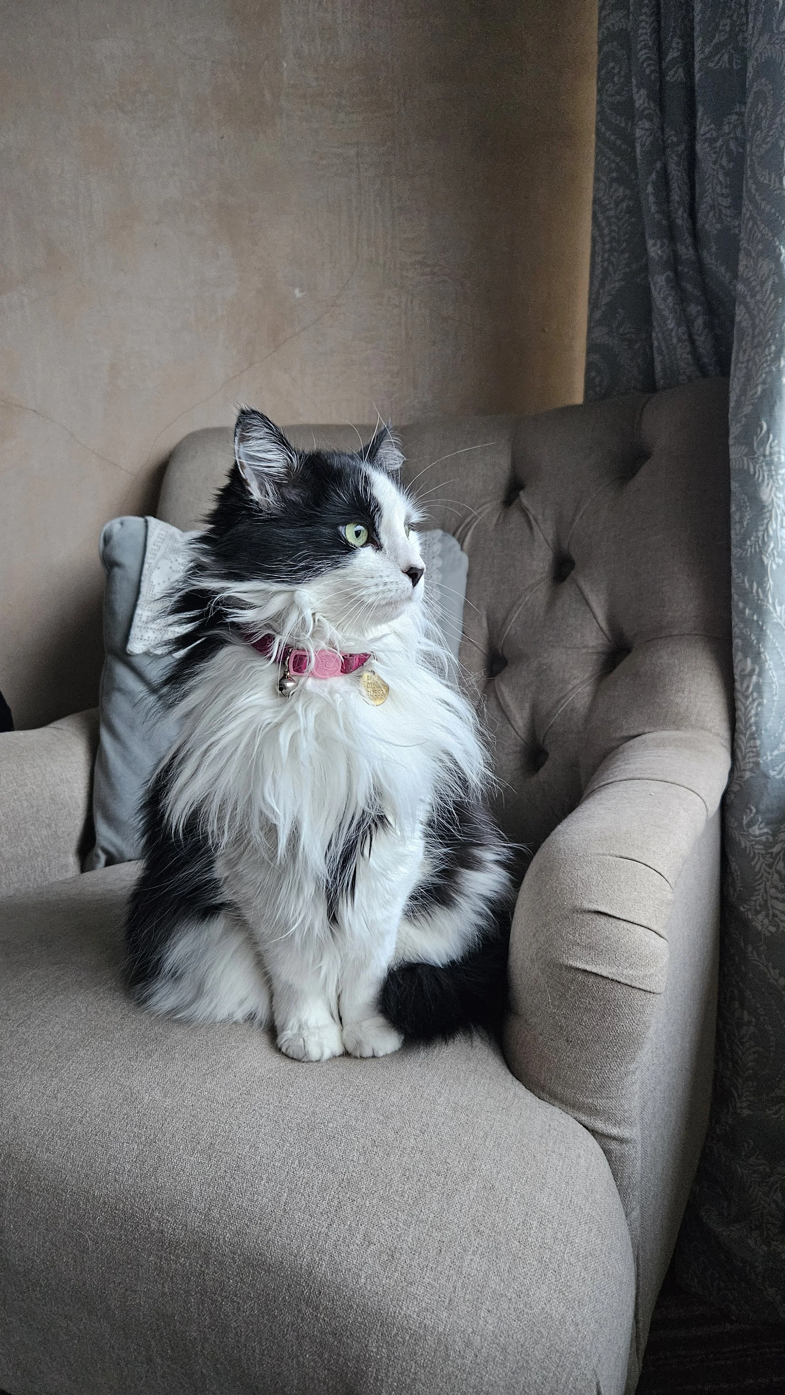 A black and white long-haired cat sitting on a beige armchair near a window, looking outside.
