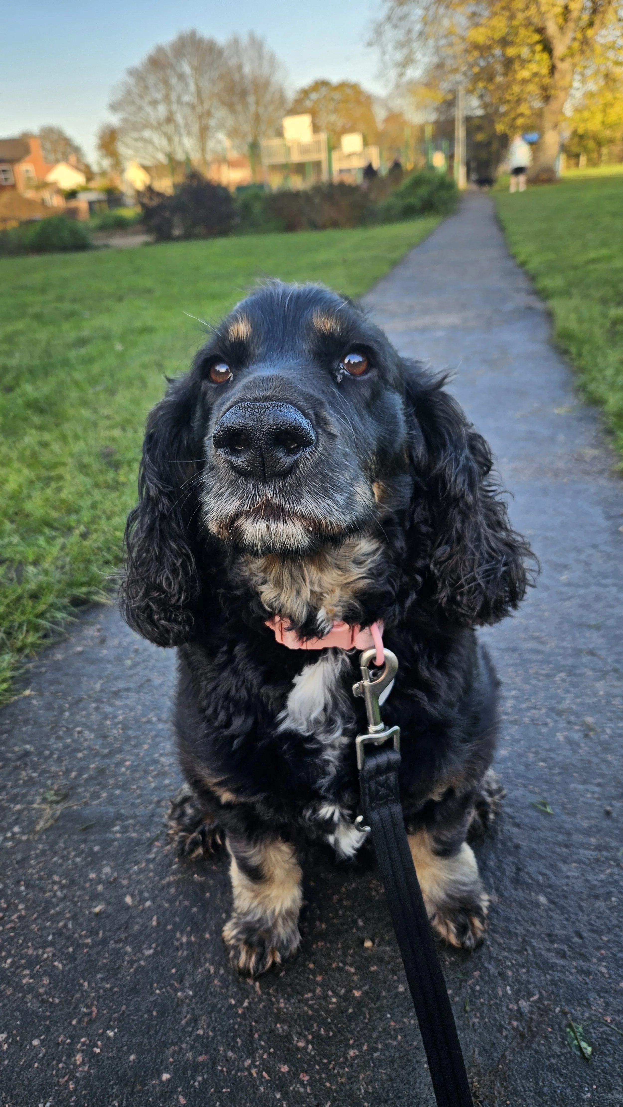 Willow black and tan Cocker spaniel