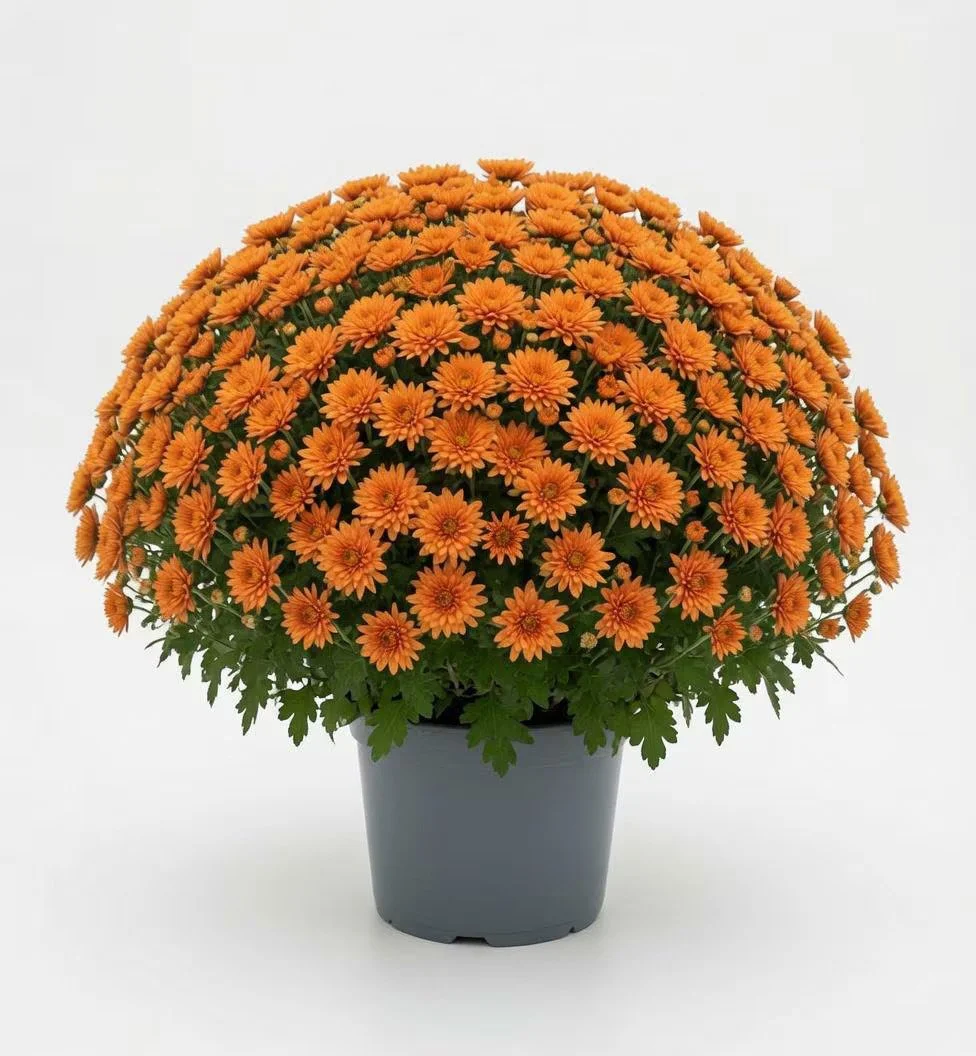 Chrysanthemum_Plant_3L-5.jpg