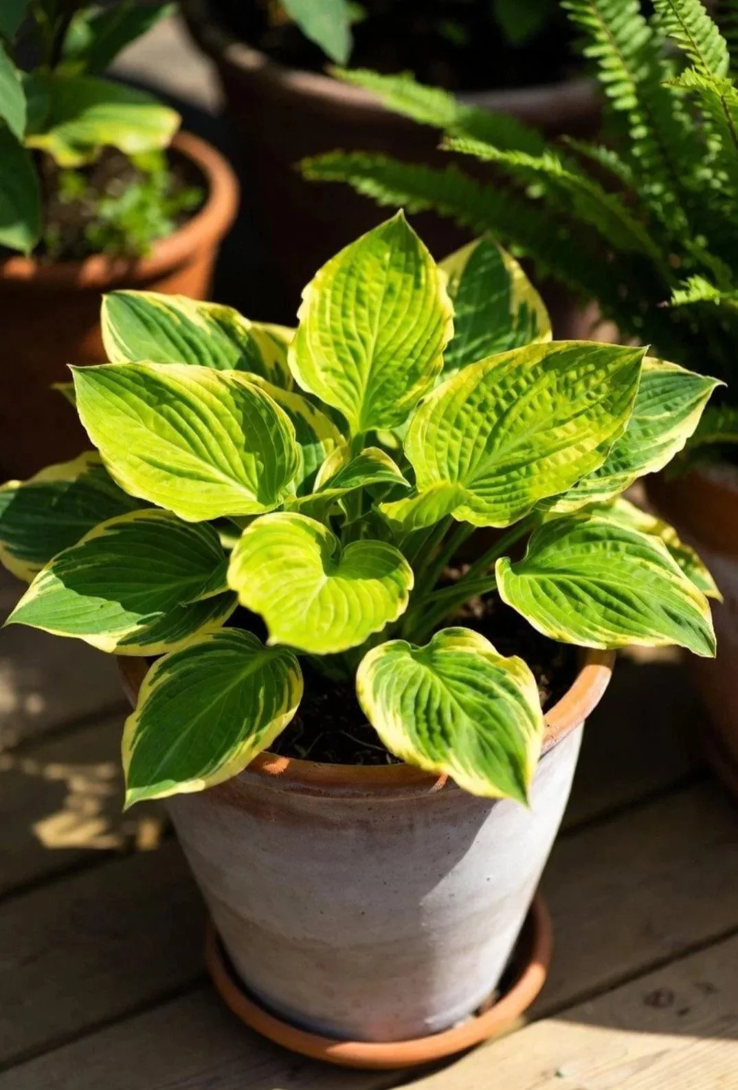 Live Variegated Hosta Plant (1L or 2L Pot) - Shade Loving Perennial