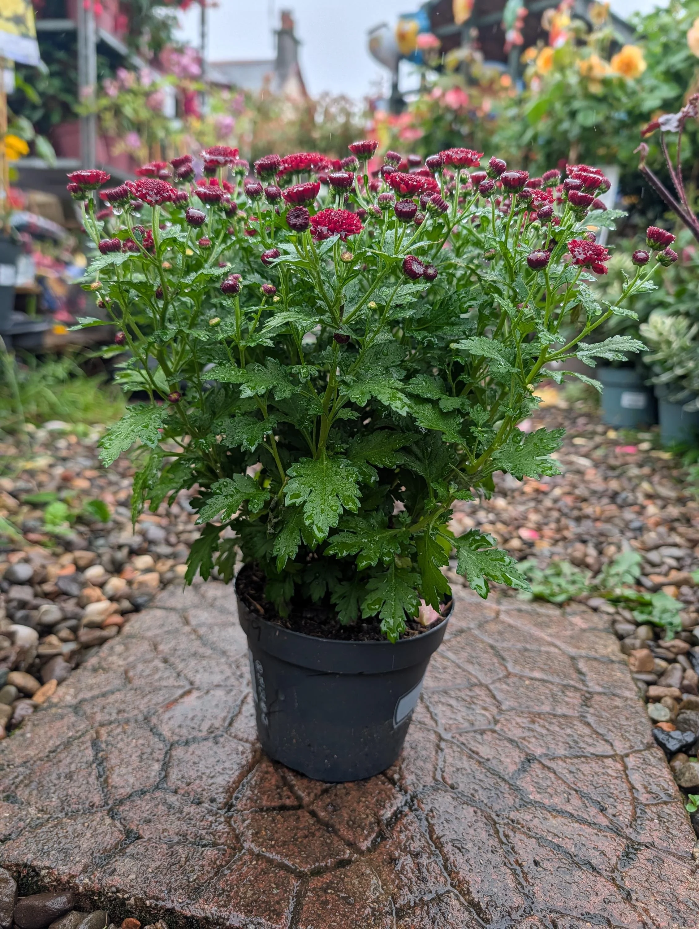 Chrysanthemum_Plant_1.5L_Pot-11.jpg