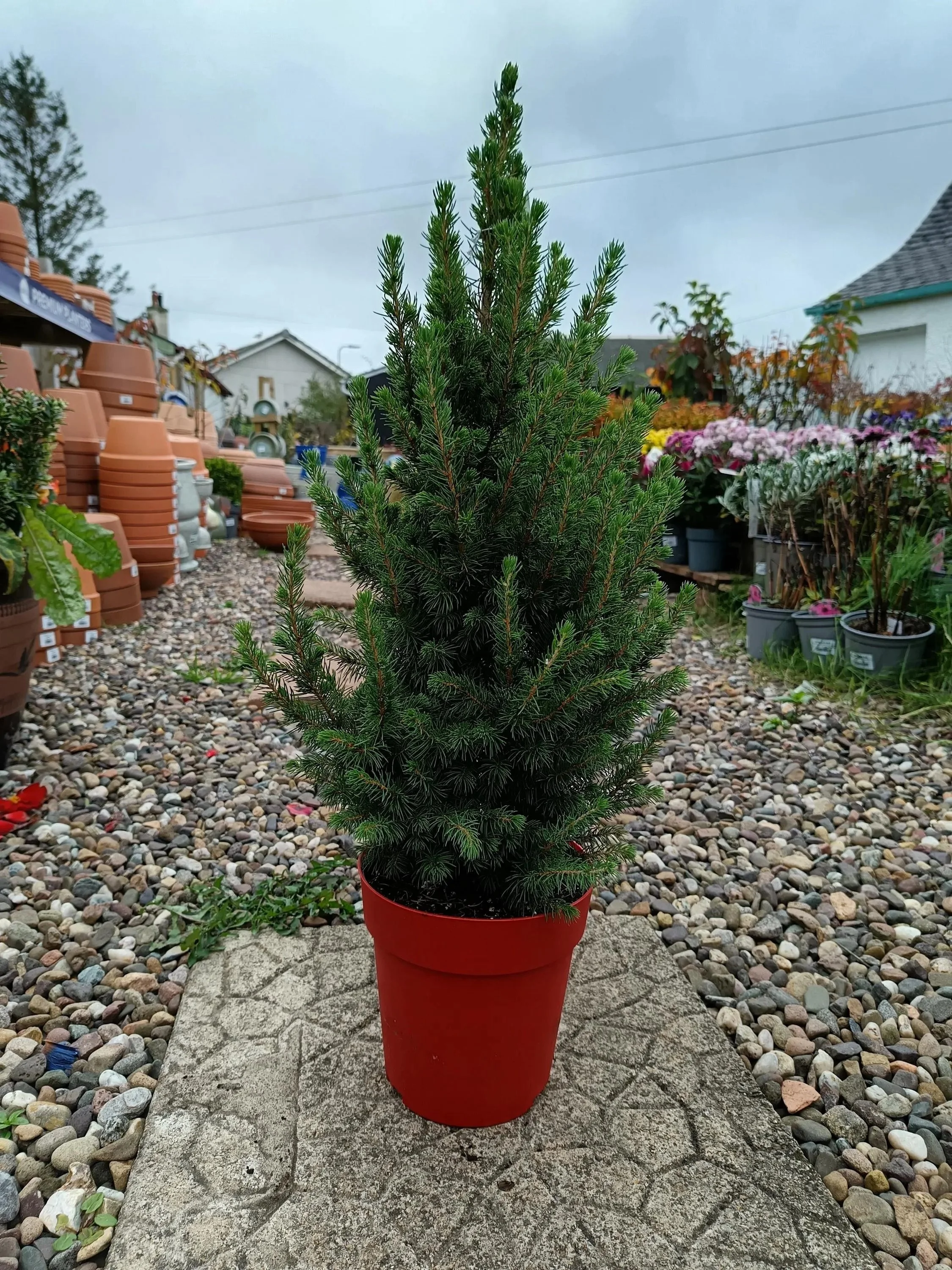 Picea_Glauca_Spruce.jpg